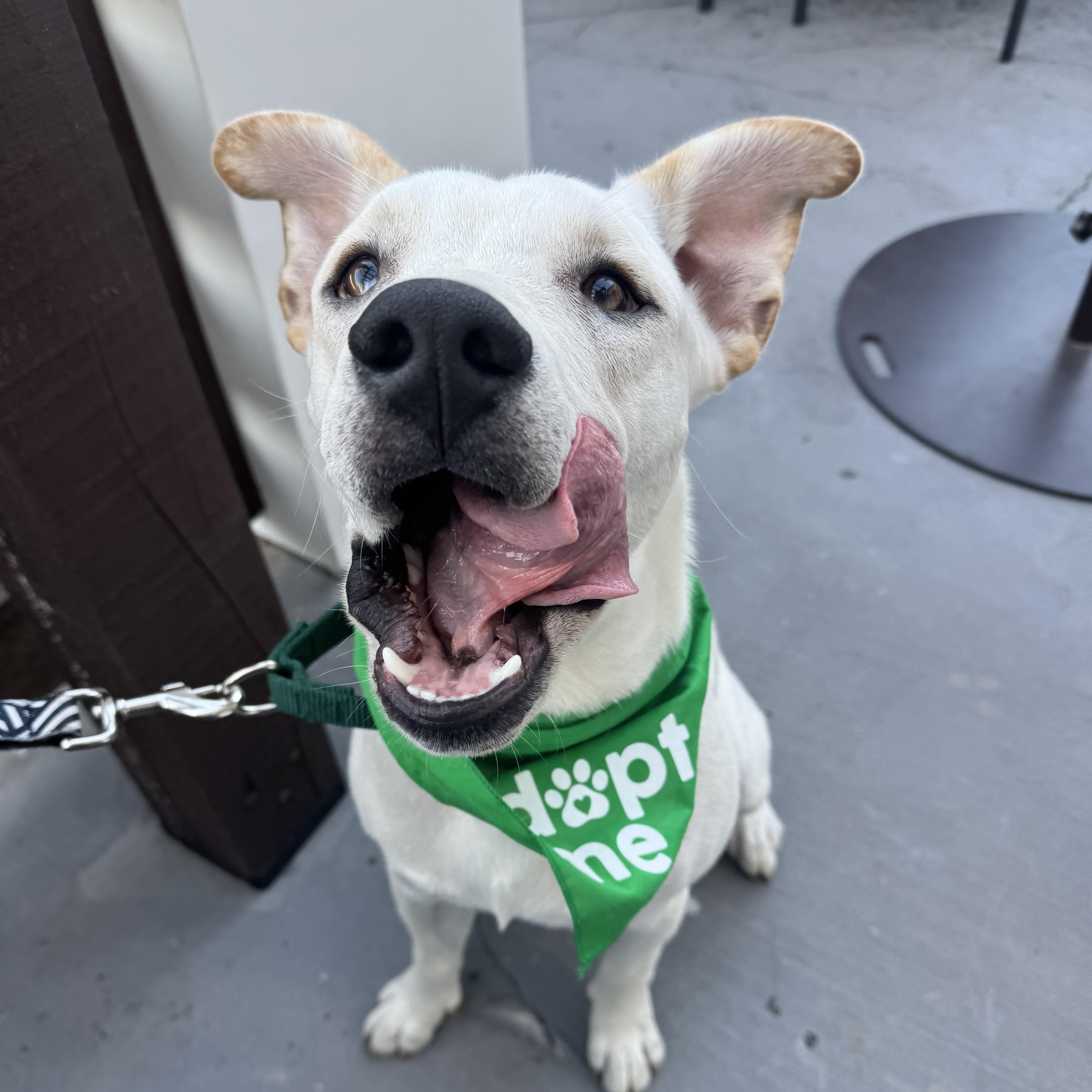 Sasuke, Adoptable, Young Male Labrador Retriever & Pit Bull Terrier.