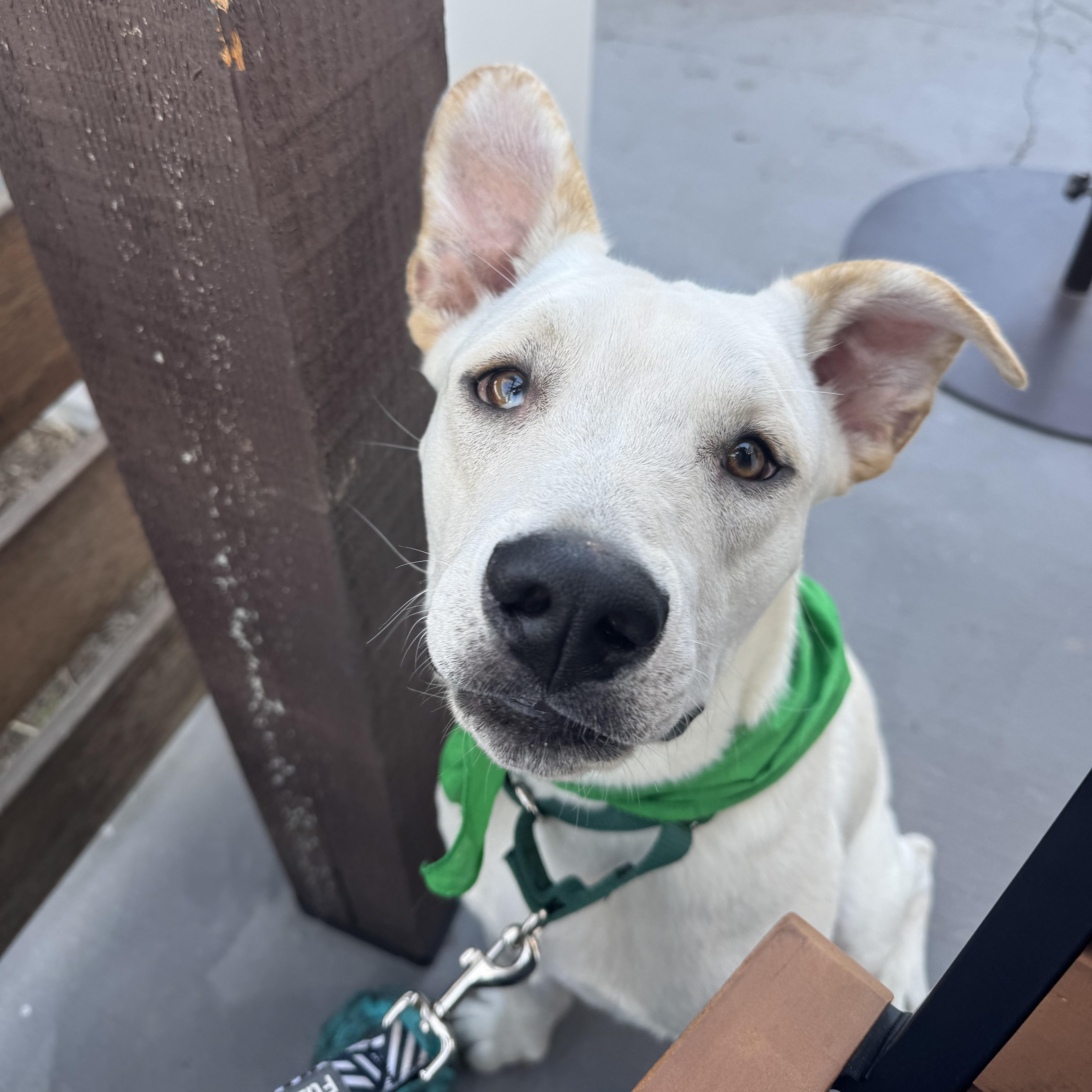 Snoopy, Adoptable, Adult Male Labrador Retriever & Pit Bull Terrier.
