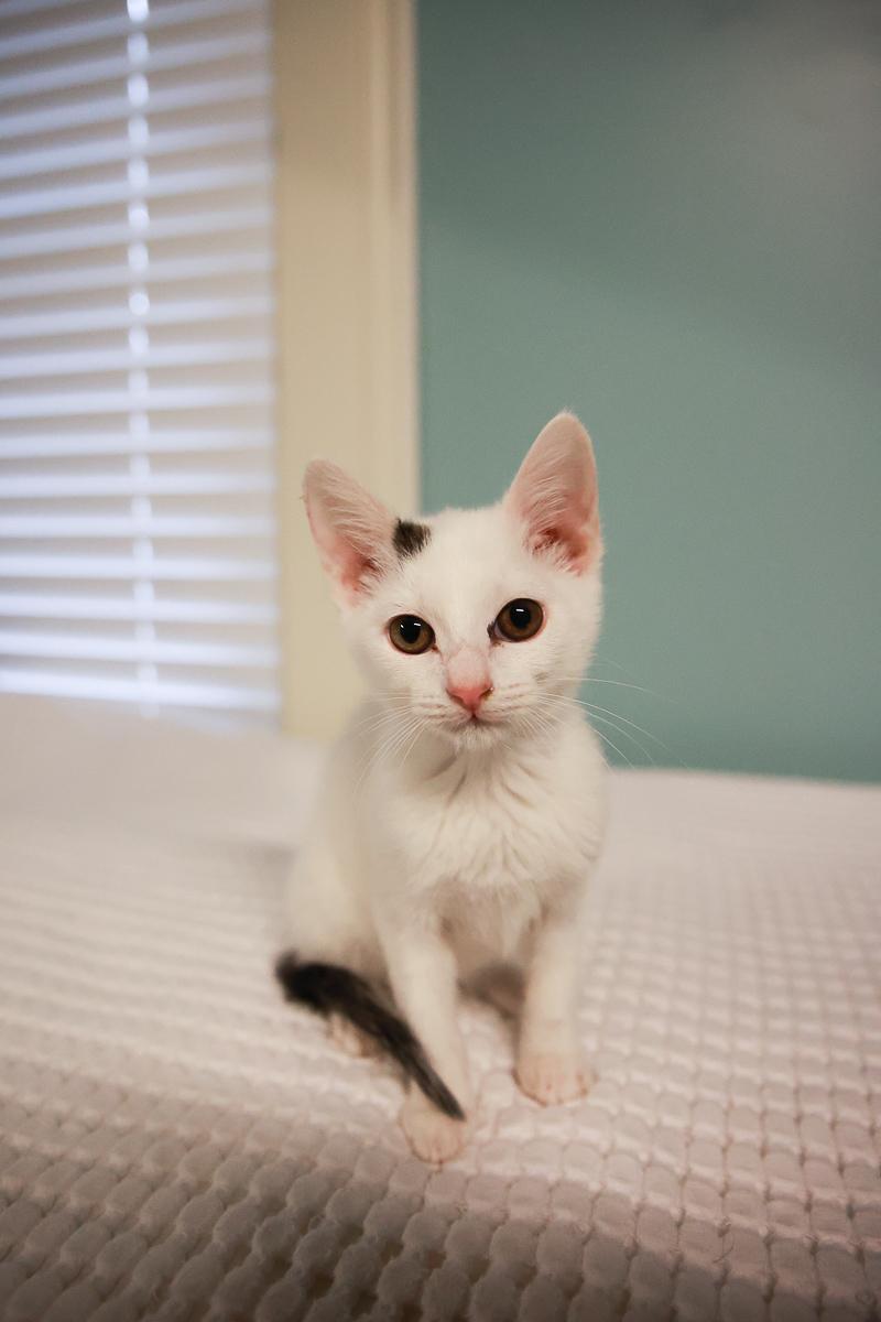 Fernando , adopted, Kitten Male Domestic Short Hair.