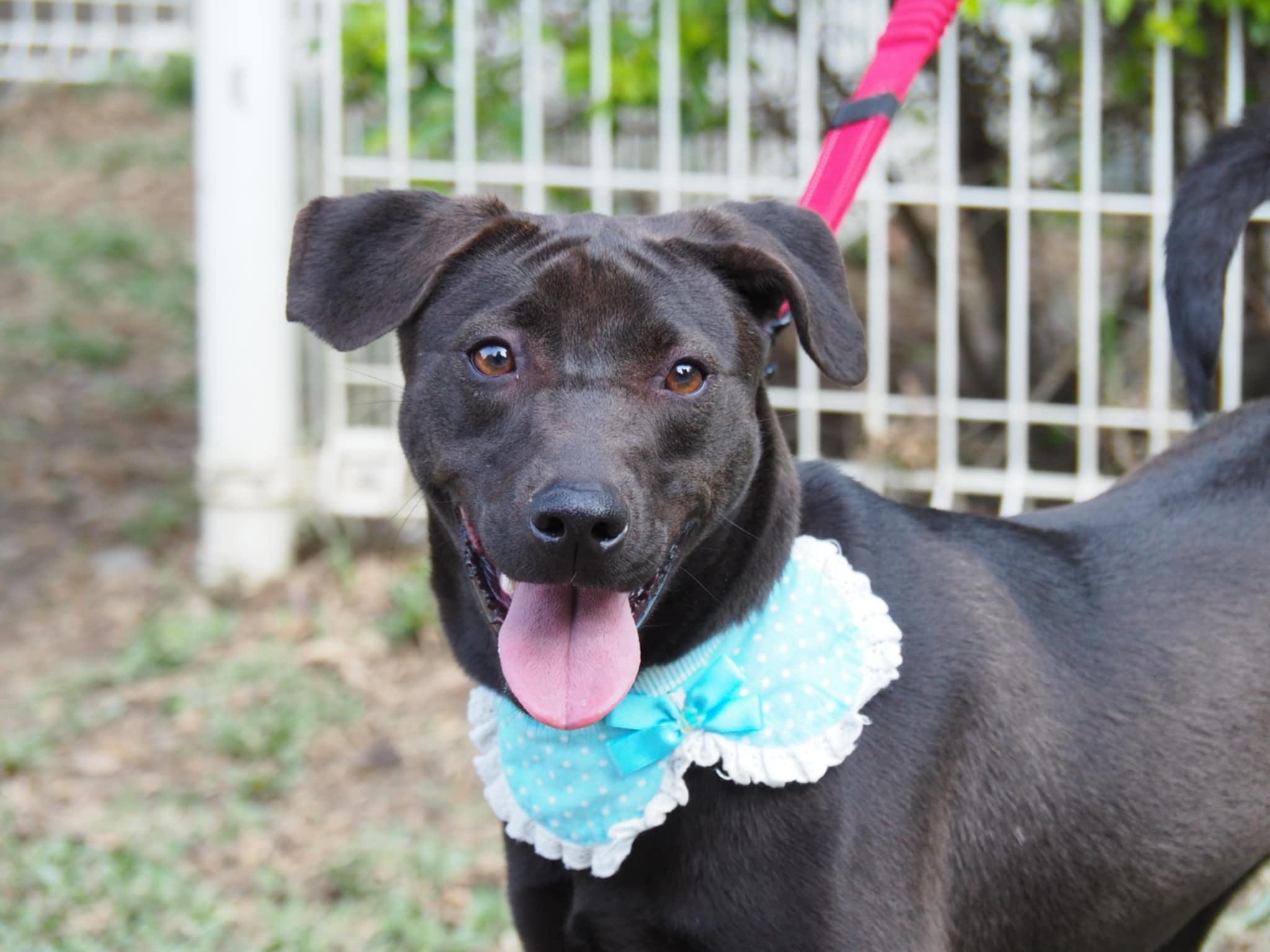 Enlarge Mandy, a Adoptable mixed breed in Richmond, BC image 5/6