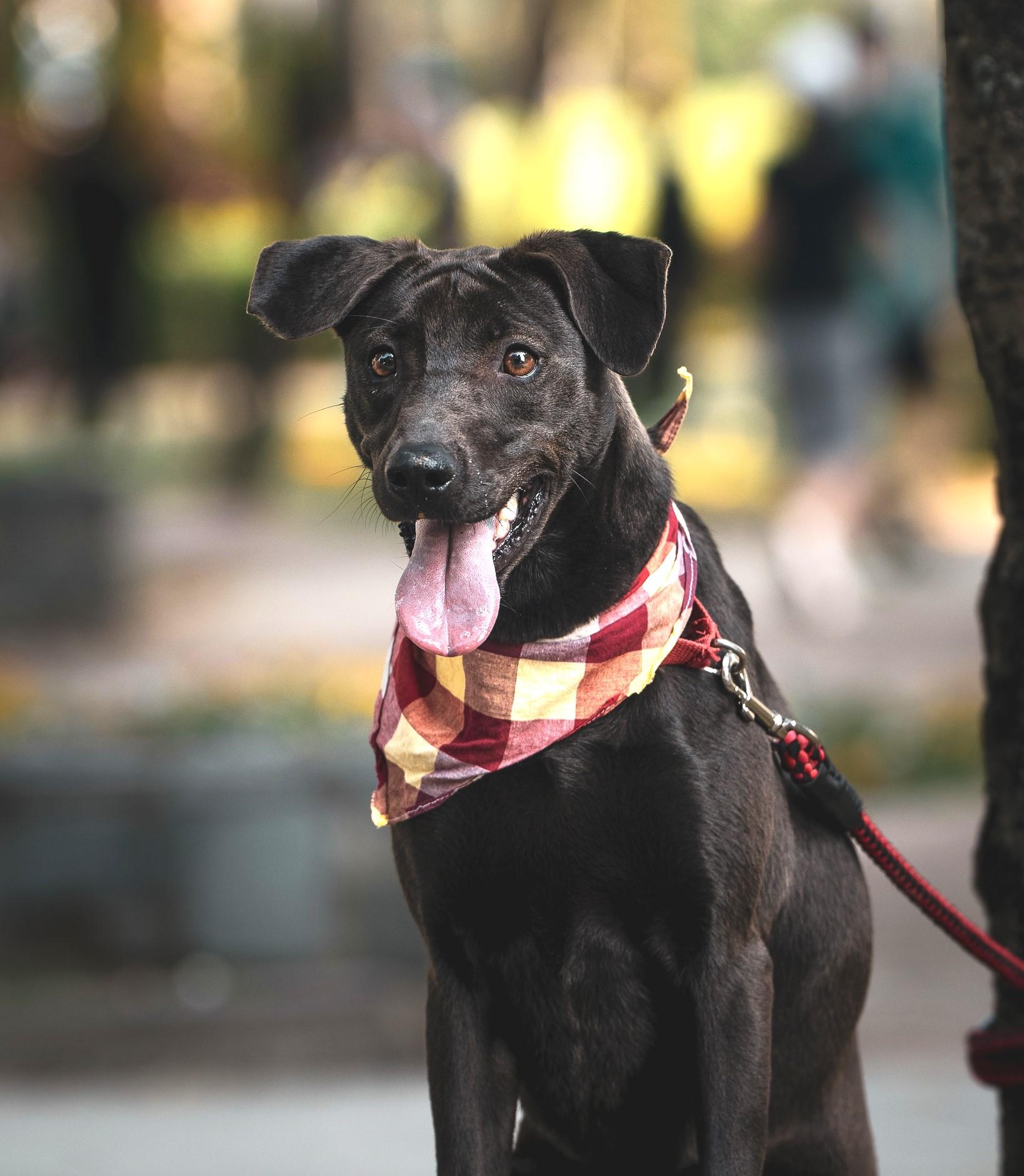 Enlarge Mandy, a Adoptable mixed breed in Richmond, BC image 2/6