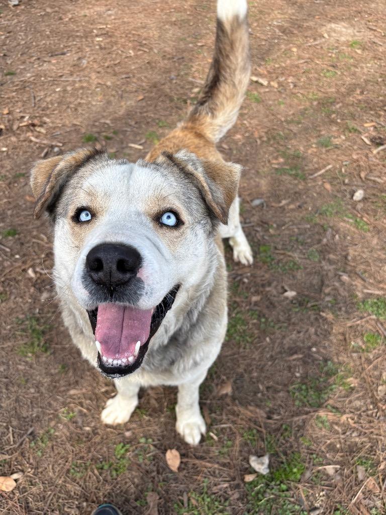 Fitzgerald, Adoptable, Adult Male Husky.