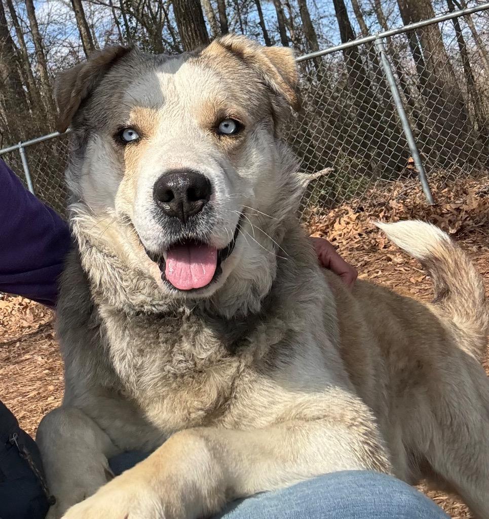 Enlarge Fitzgerald, a Adoptable mixed breed in Little Rock, AR image 2/2