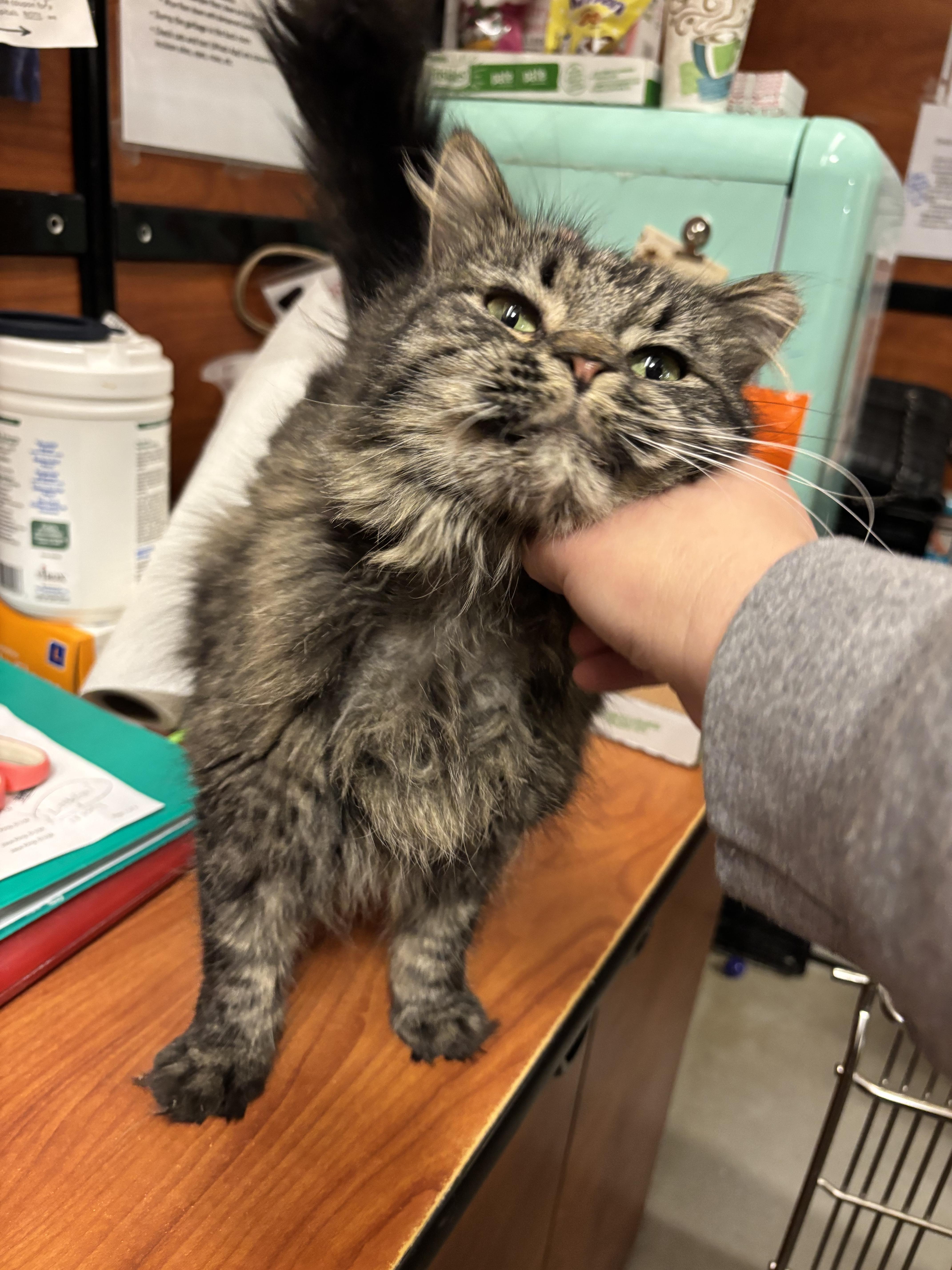 Little girl, Adoptable, Adult Female Domestic Long Hair.