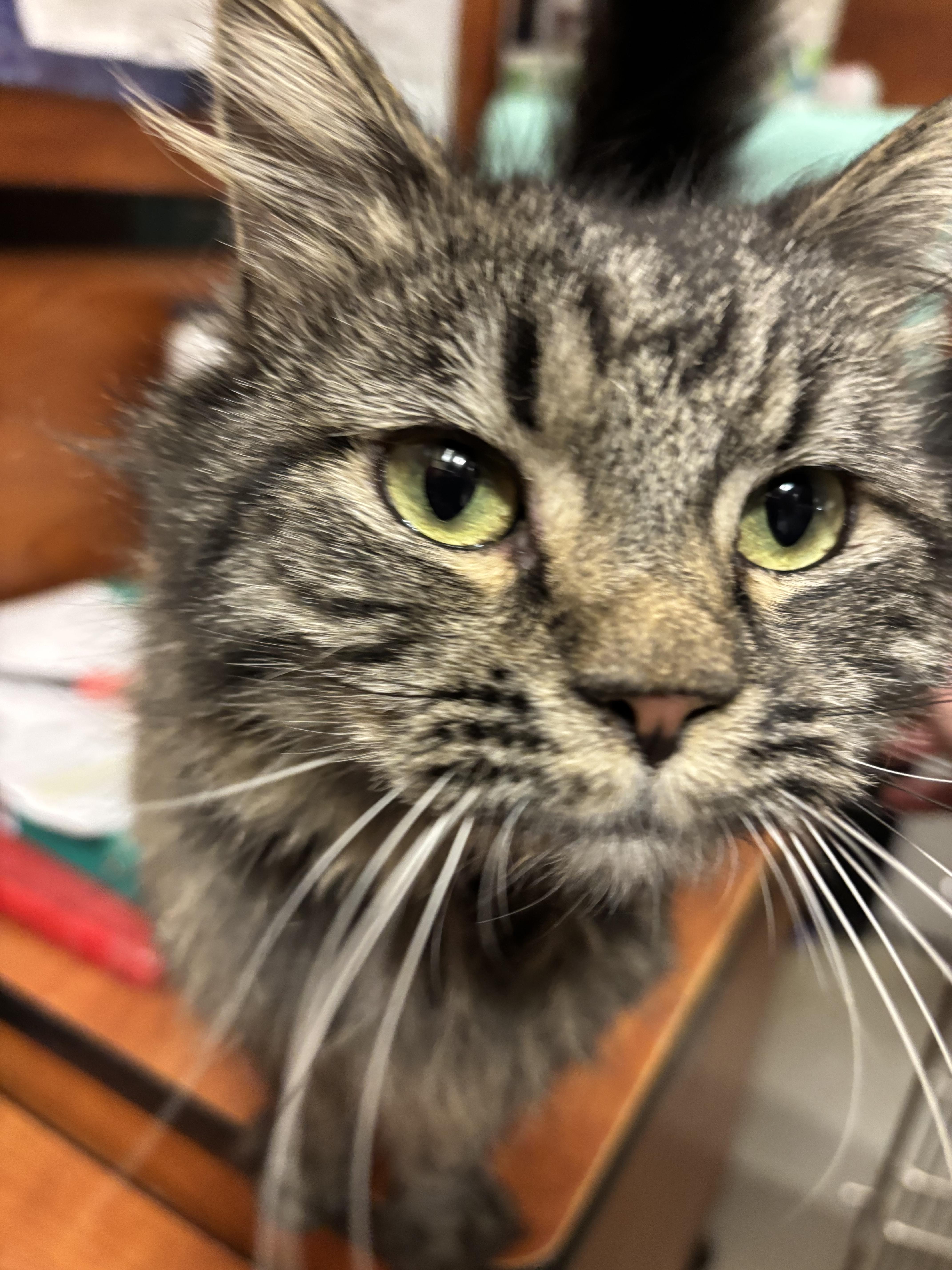 Enlarge Little girl, a Adoptable mixed breed in Hurricane, UT image 2/5