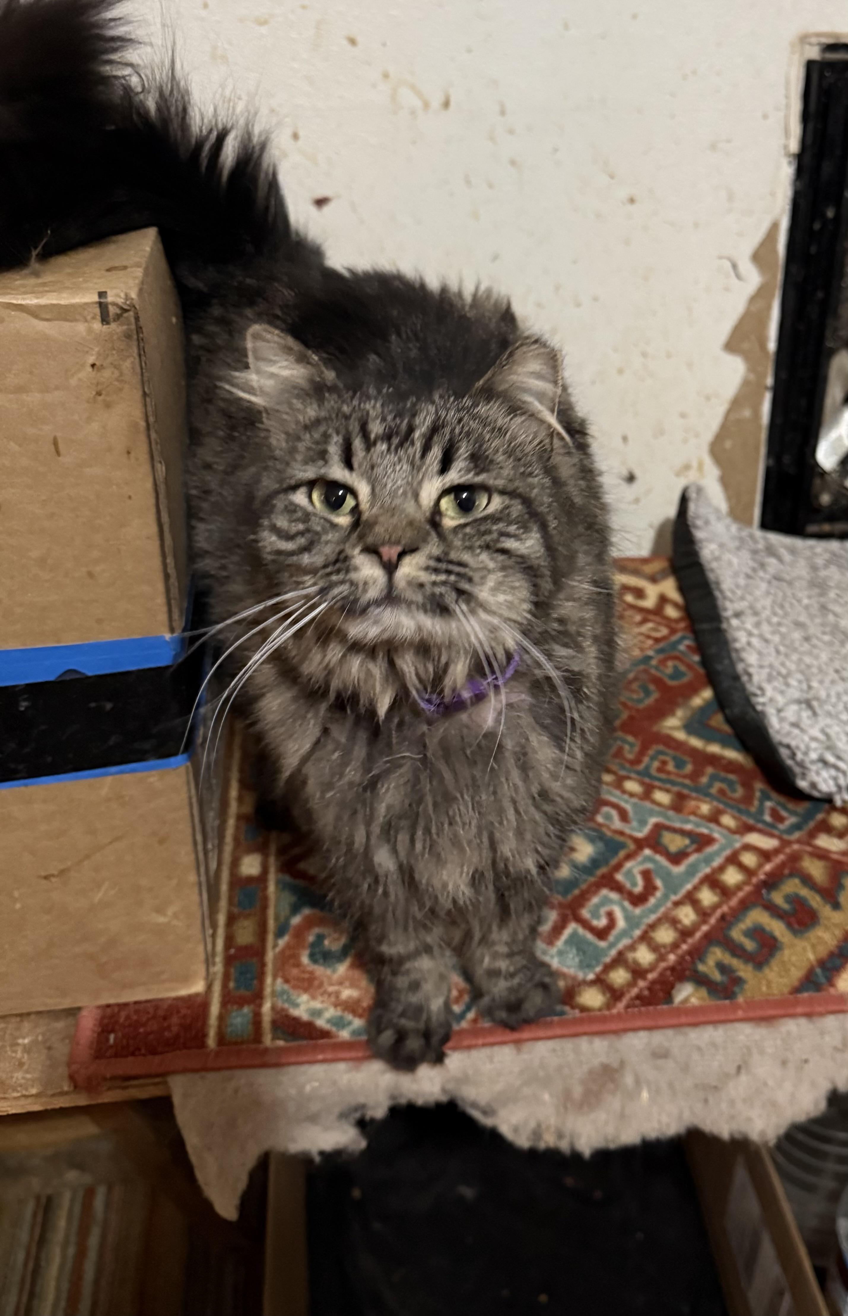 Enlarge Little girl, a Adoptable mixed breed in Hurricane, UT image 3/5