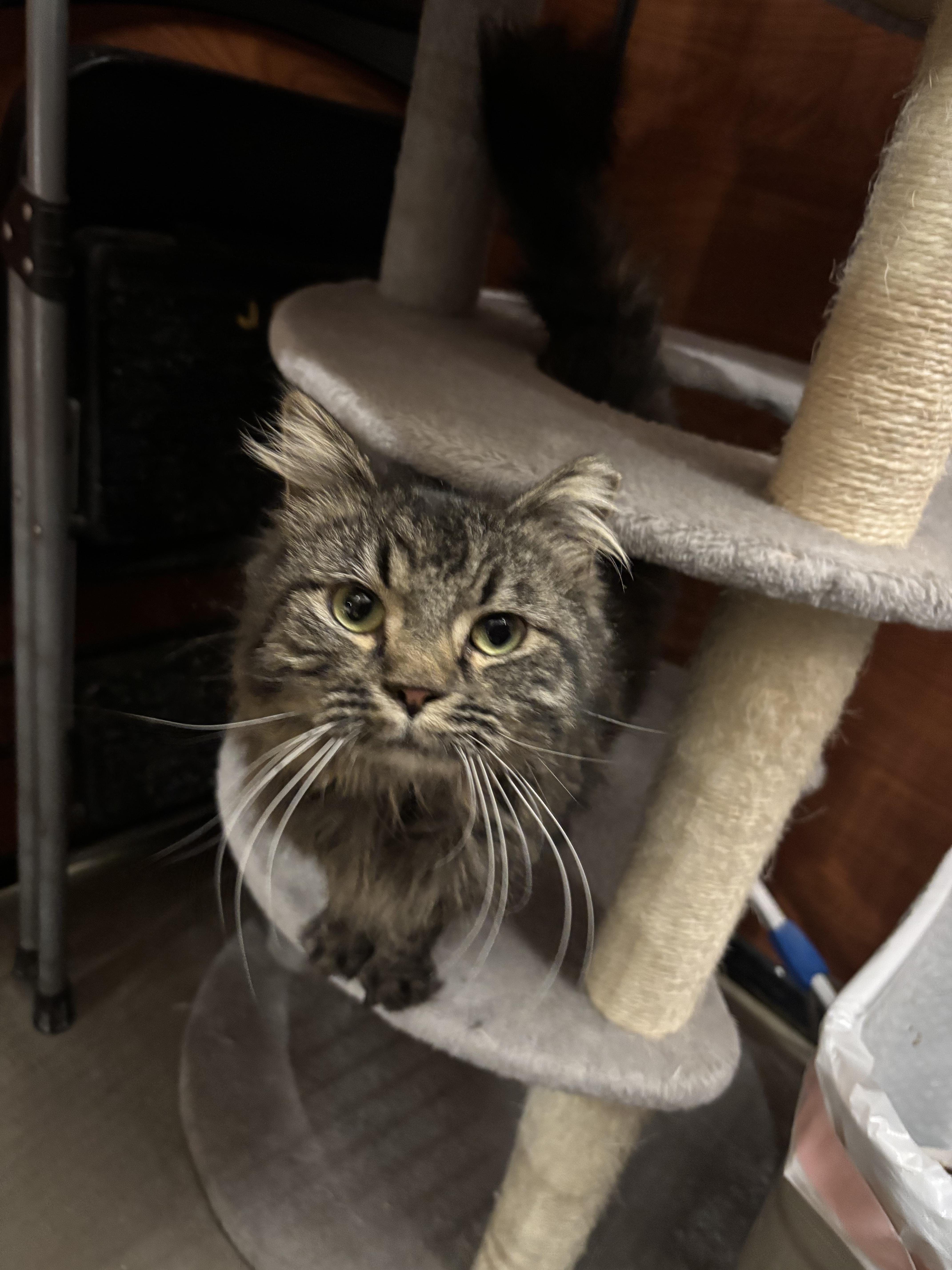 Enlarge Little girl, a Adoptable mixed breed in Hurricane, UT image 4/5