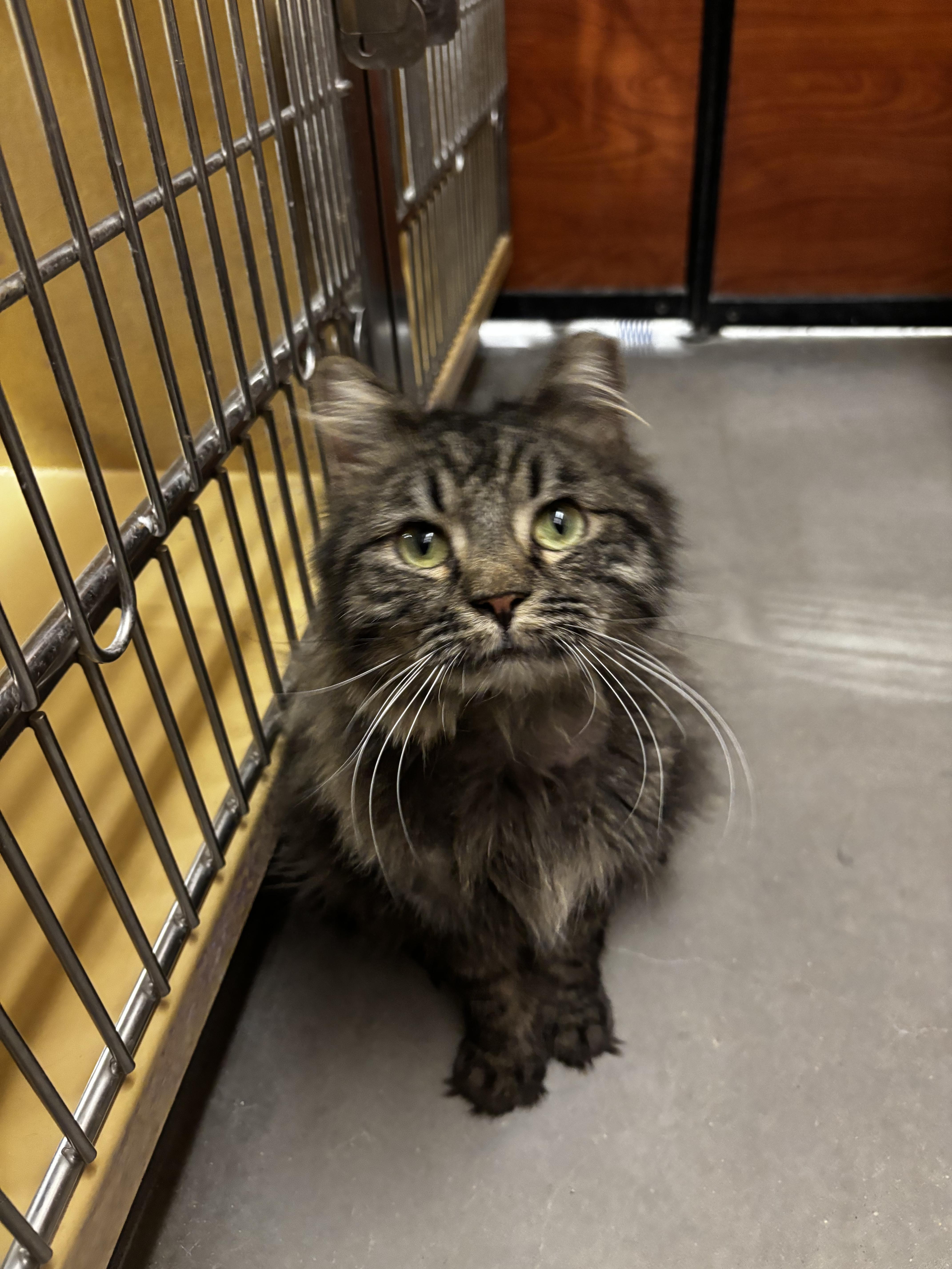 Enlarge Little girl, a Adoptable mixed breed in Hurricane, UT image 5/5