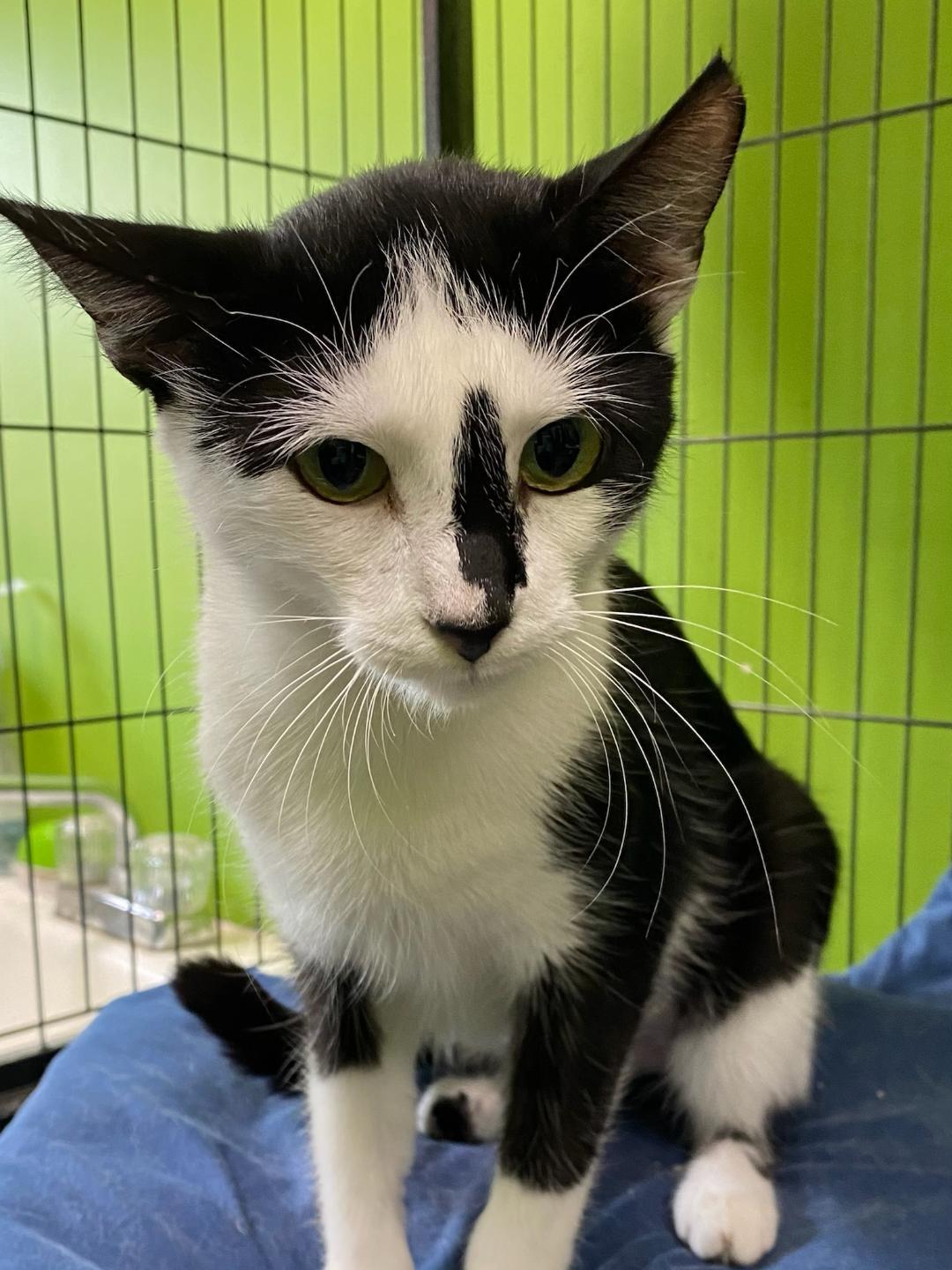 Nadia, Adoptable, Adult Female Domestic Short Hair.