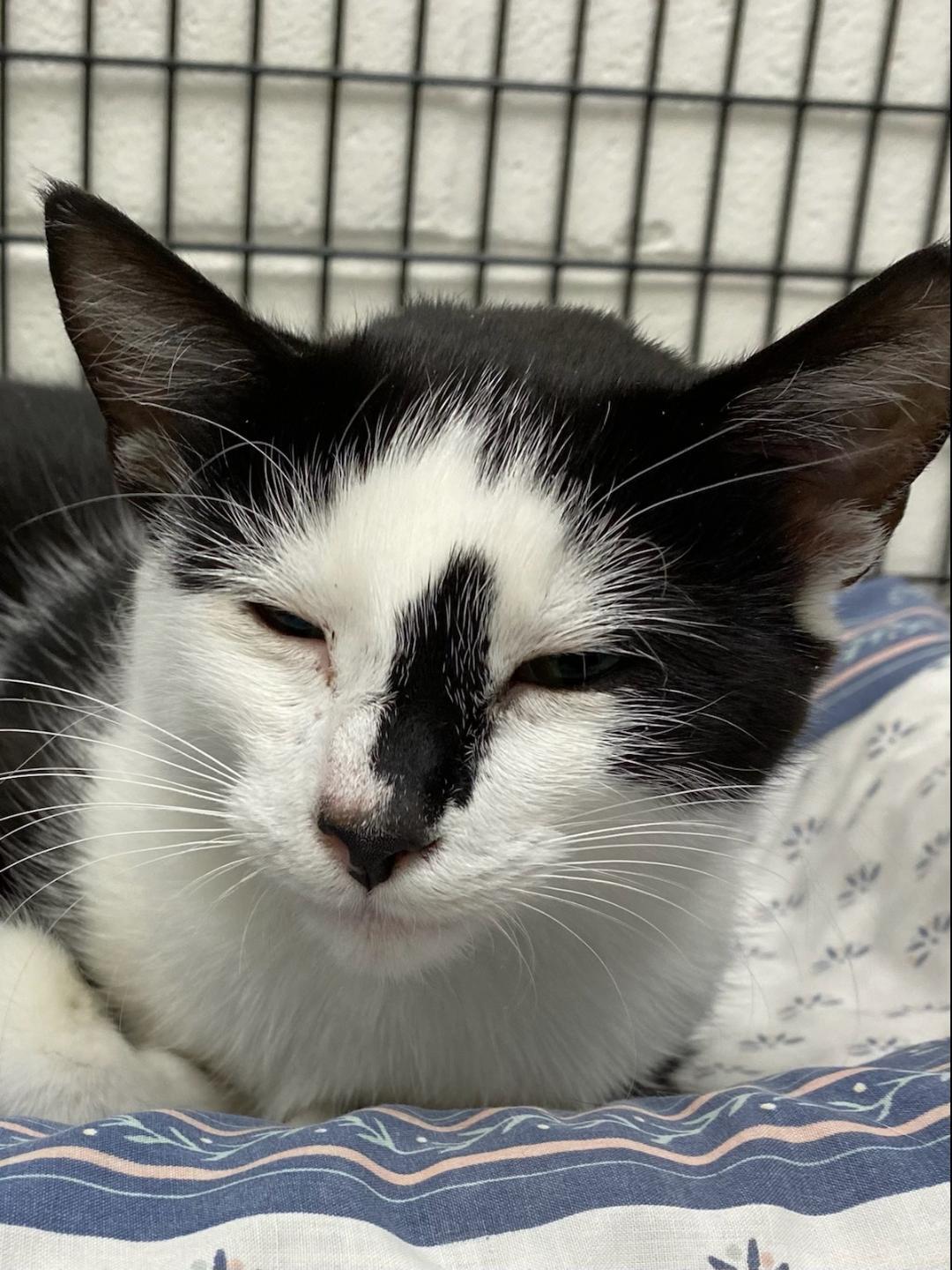 Nadia, a Adoptable mixed breed in Barnwell, SC image 2/4