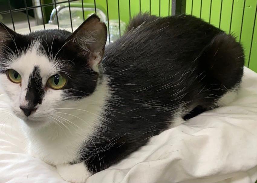 Nadia, a Adoptable mixed breed in Barnwell, SC image 3/4