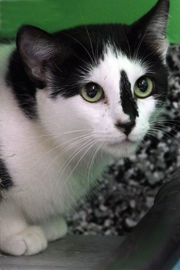 Nadia, a Adoptable mixed breed in Barnwell, SC image 4/4