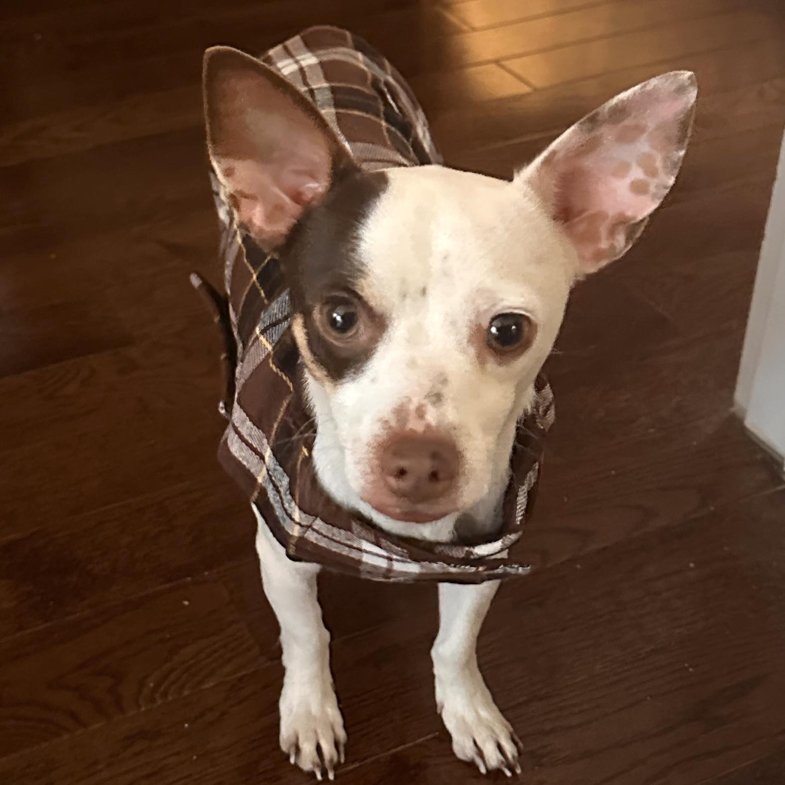 Hazy, an adopted mixed breed in Brooklyn, NY image 3/6