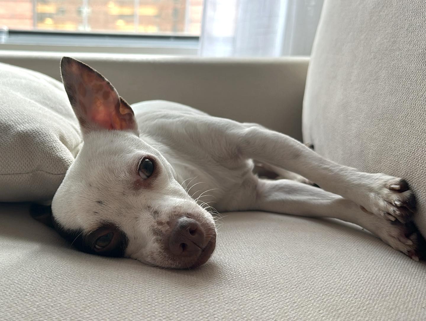 Hazy, an adopted mixed breed in Brooklyn, NY image 6/6