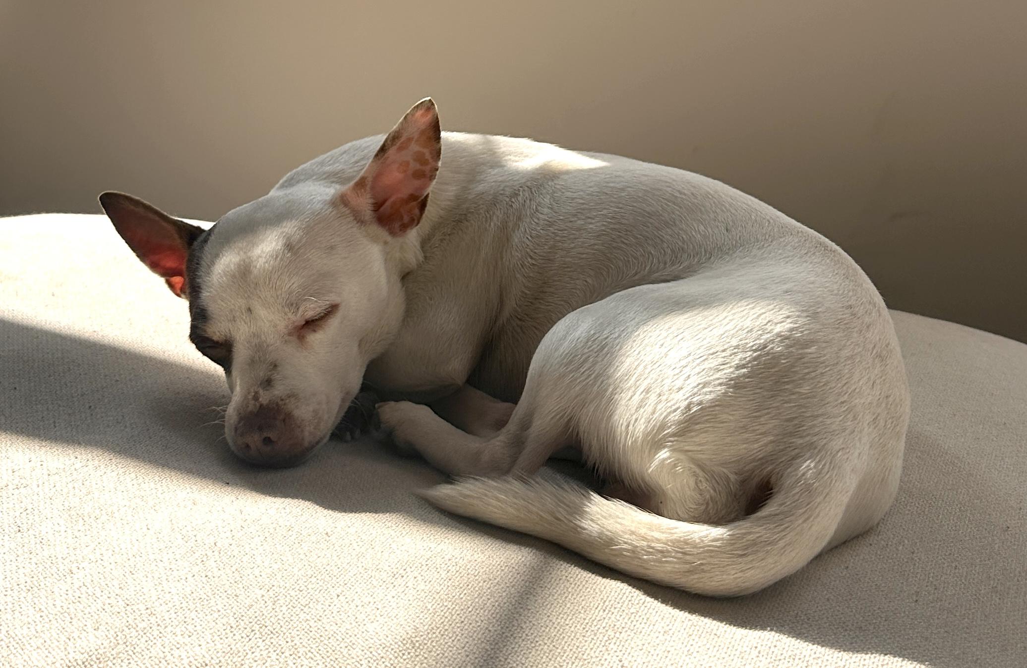 Hazy, an adopted mixed breed in Brooklyn, NY image 5/6