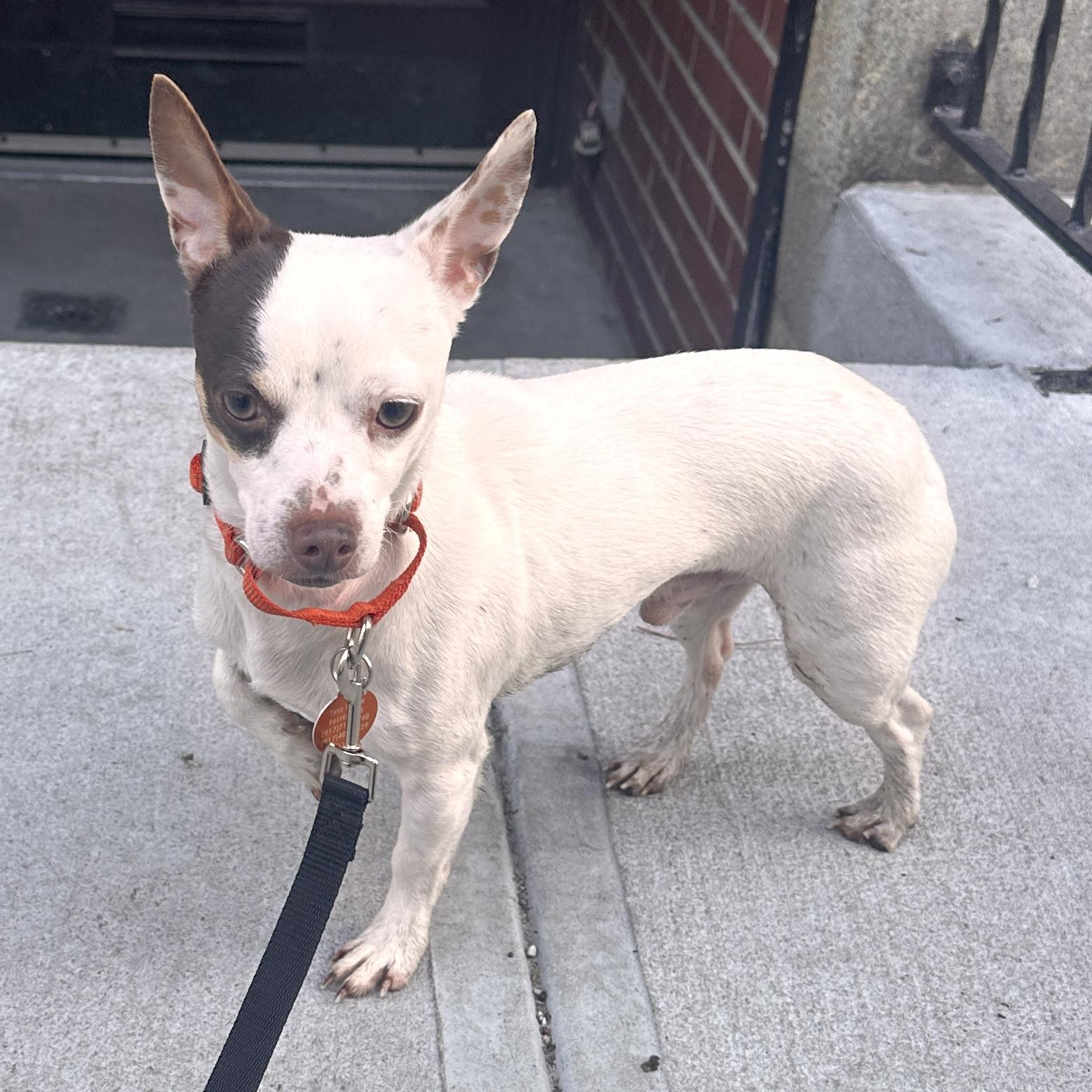 Hazy, an adopted mixed breed in Brooklyn, NY image 4/6