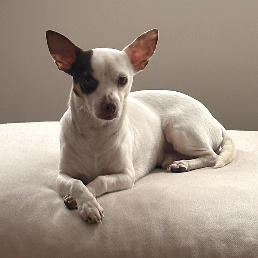 Hazy, an adopted mixed breed in Brooklyn, NY image 2/6