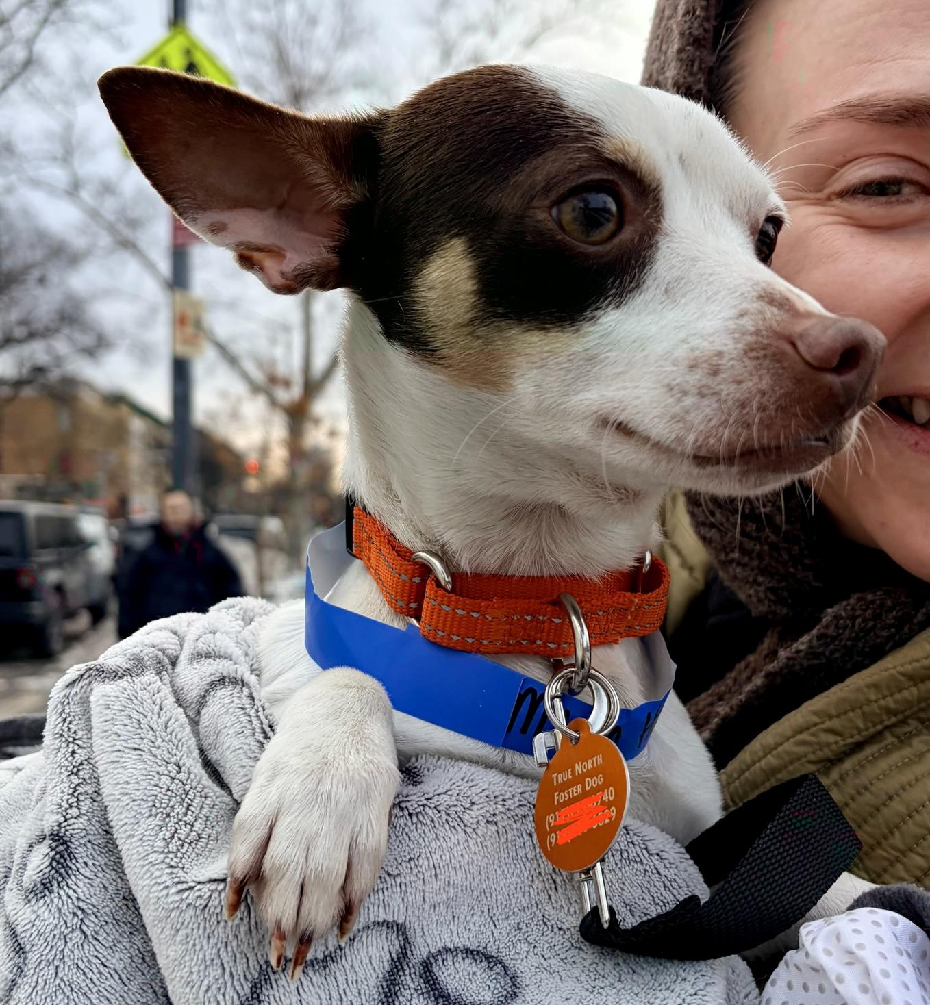 Hazy, an adopted mixed breed in Brooklyn, NY image 1/6