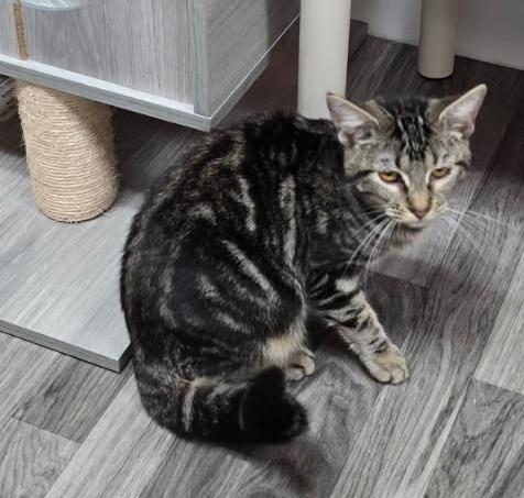 Violet, Adoptable, Young Female Domestic Short Hair.