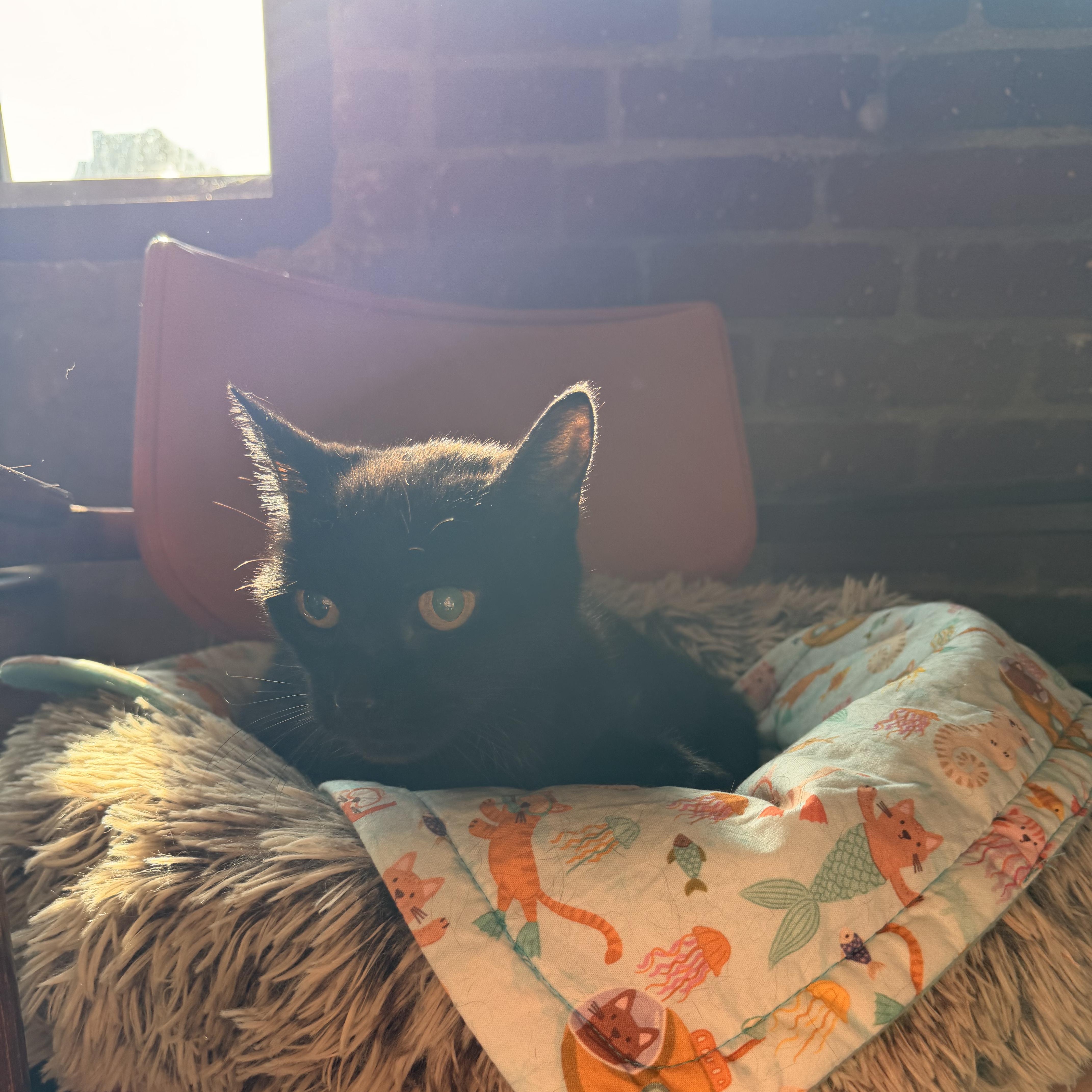 Enlarge BeeBee, a Adoptable Domestic Short Hair in Scranton, PA image 4/6