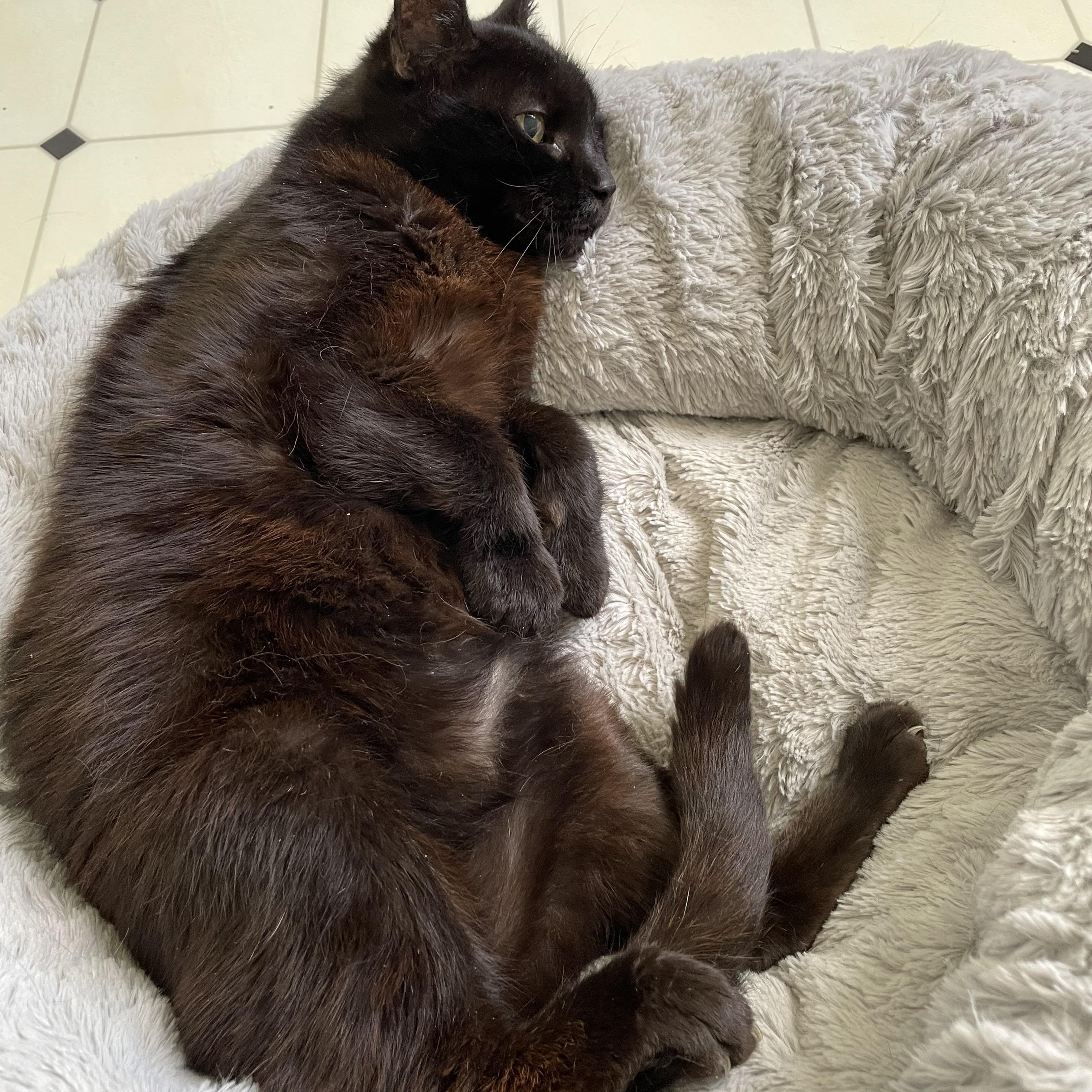 Enlarge BeeBee, a Adoptable Domestic Short Hair in Scranton, PA image 5/6