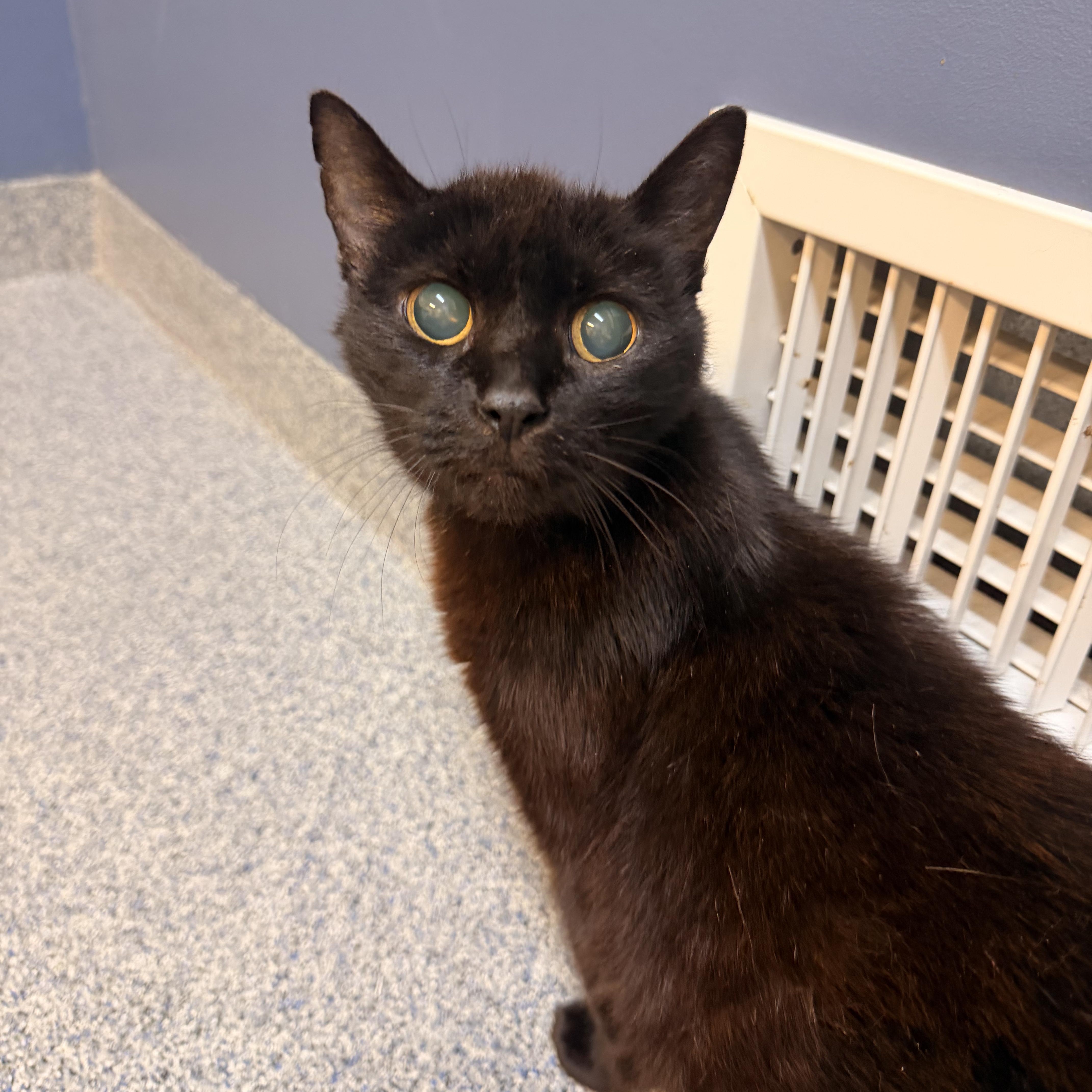 Enlarge BeeBee, a Adoptable Domestic Short Hair in Scranton, PA image 6/6