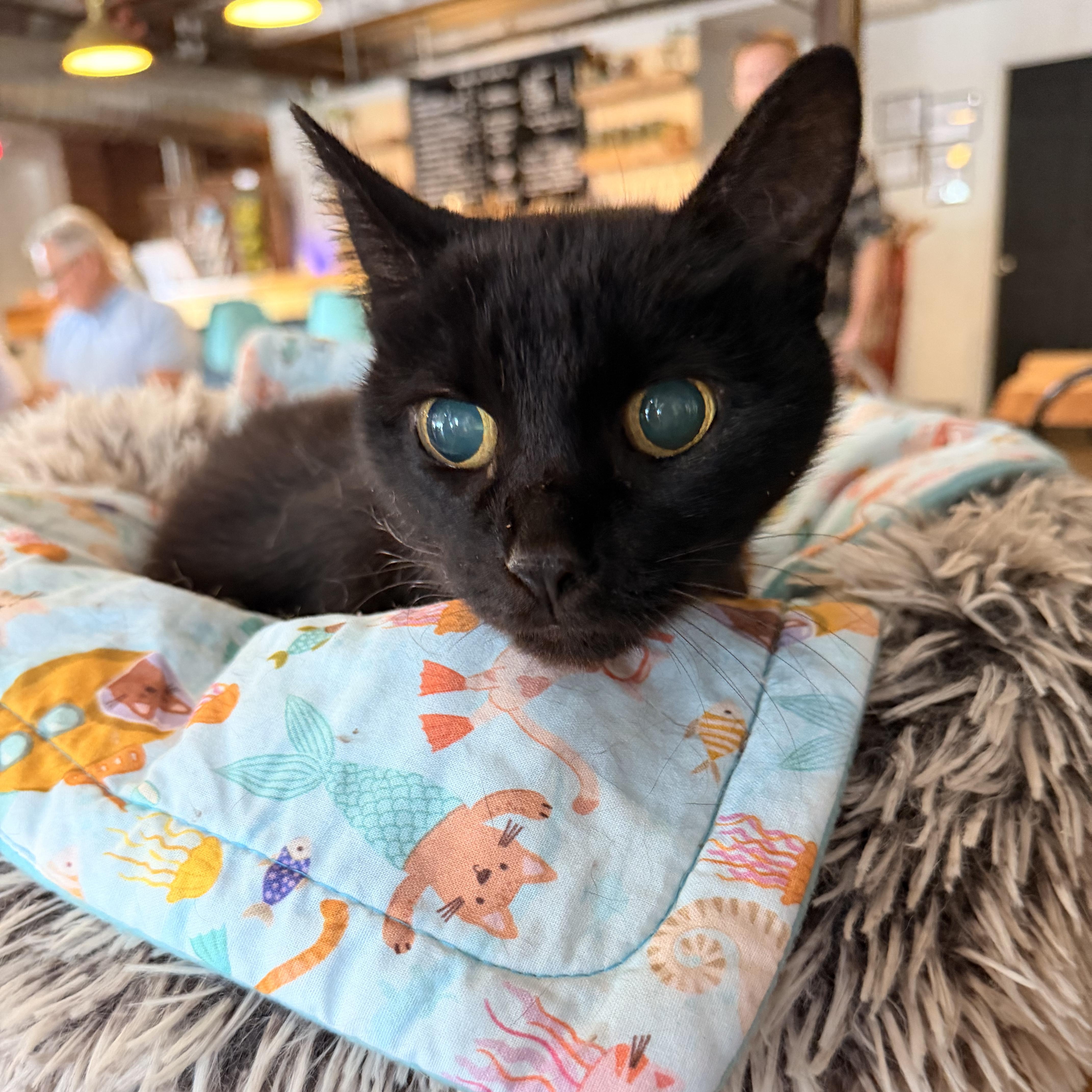BeeBee, Adoptable, Senior Female Domestic Short Hair.