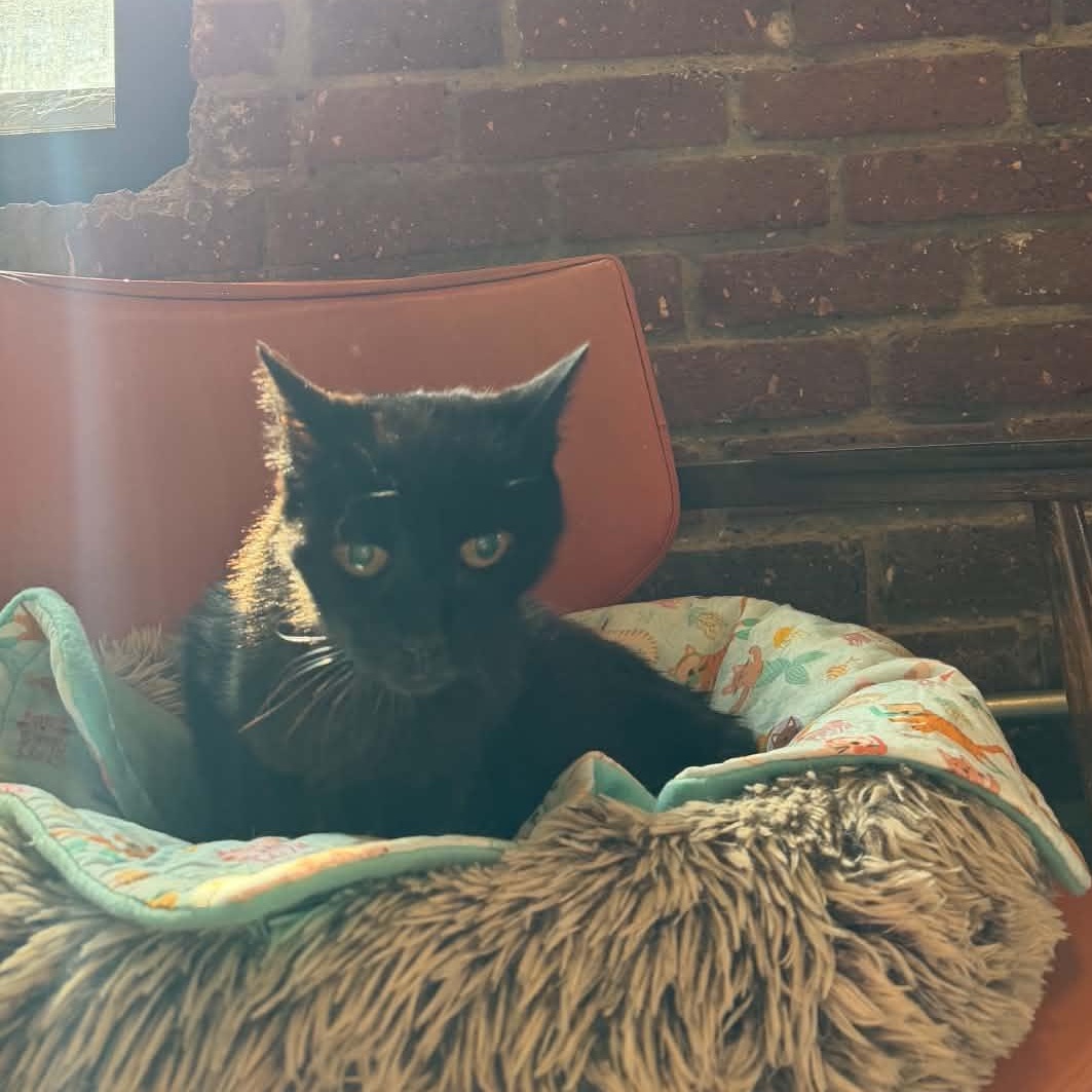 Enlarge BeeBee, a Adoptable Domestic Short Hair in Scranton, PA image 5/6