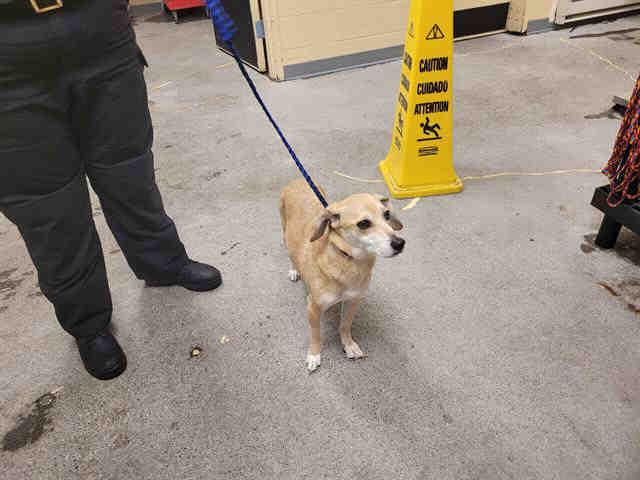 Enlarge SANDY, a Adoptable mixed breed in Kent, WA image 1/1