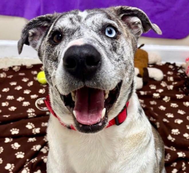 Enlarge Scooter, a Adoptable mixed breed in Groveland, MA image 1/1
