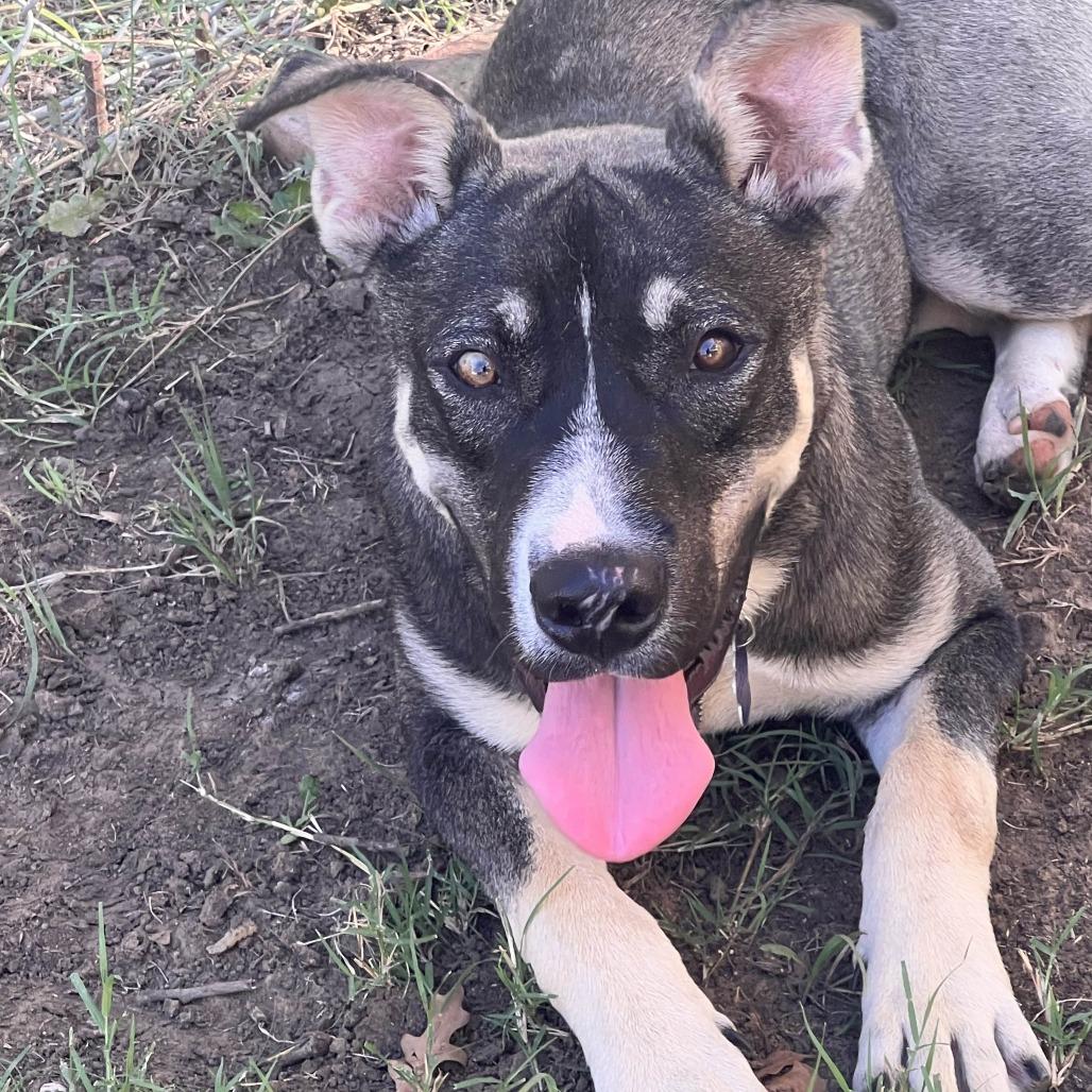 Ranger fka Balto, a Adoptable mixed breed in Denison, TX image 1/6