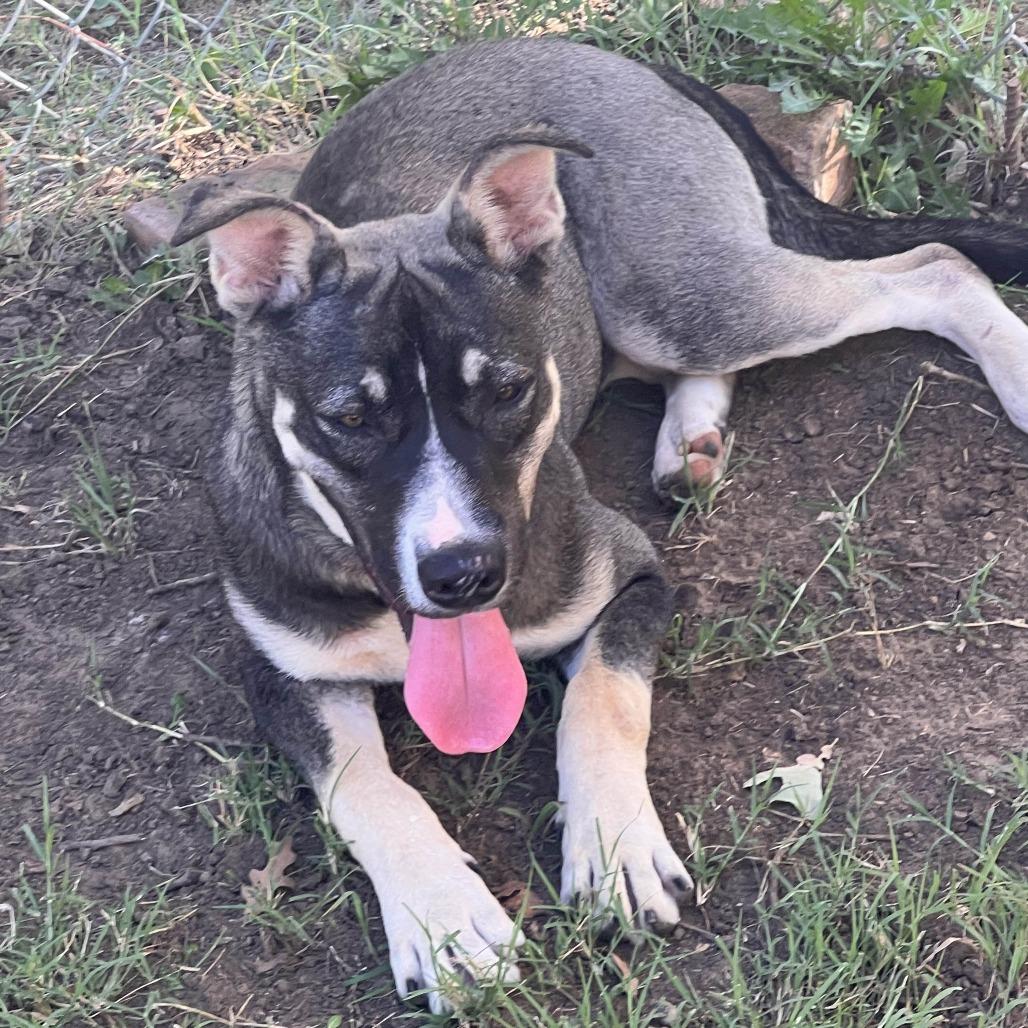 Ranger fka Balto, a Adoptable mixed breed in Denison, TX image 5/6