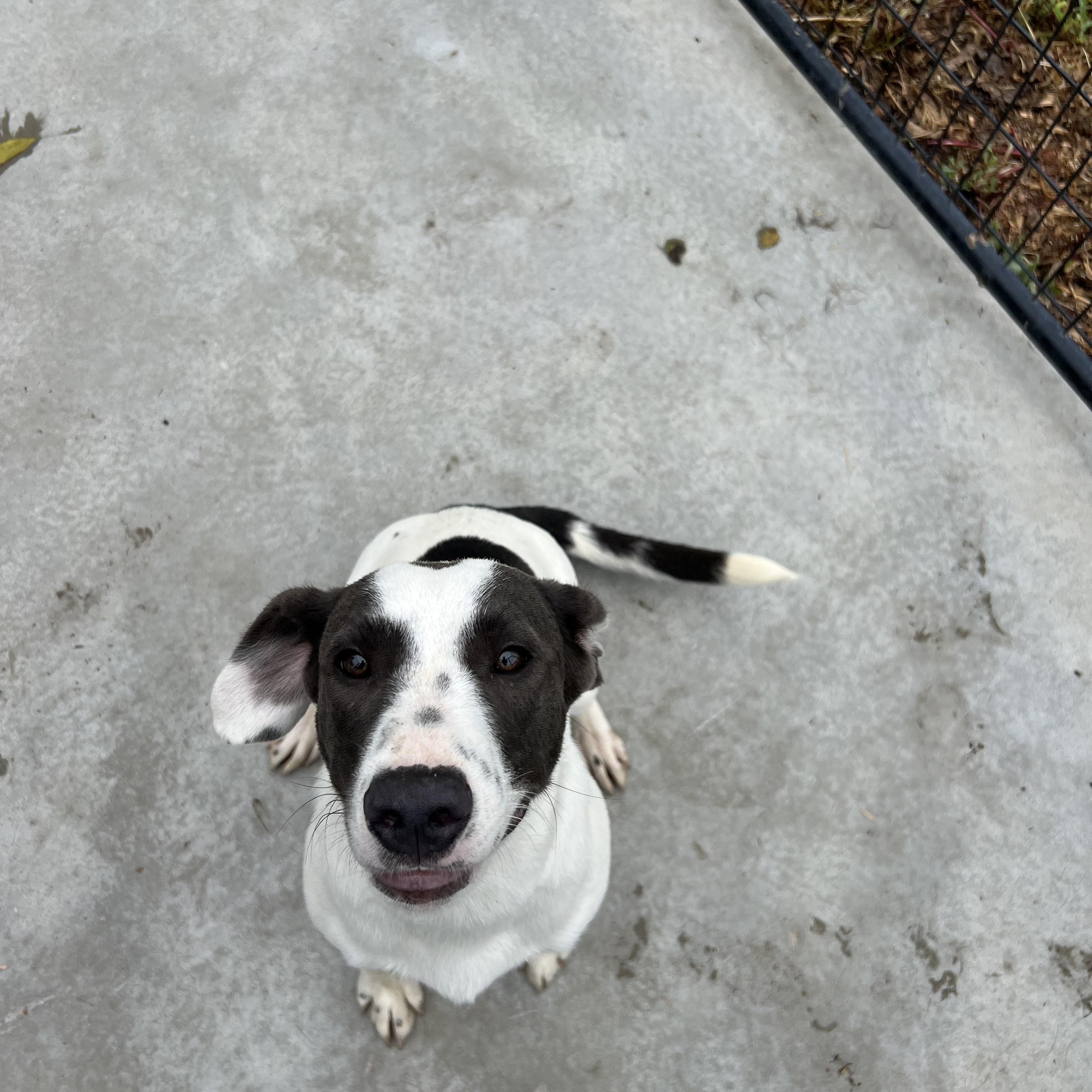 Daisy, Adopted, Puppy Female Labrador Retriever & Mixed Breed.