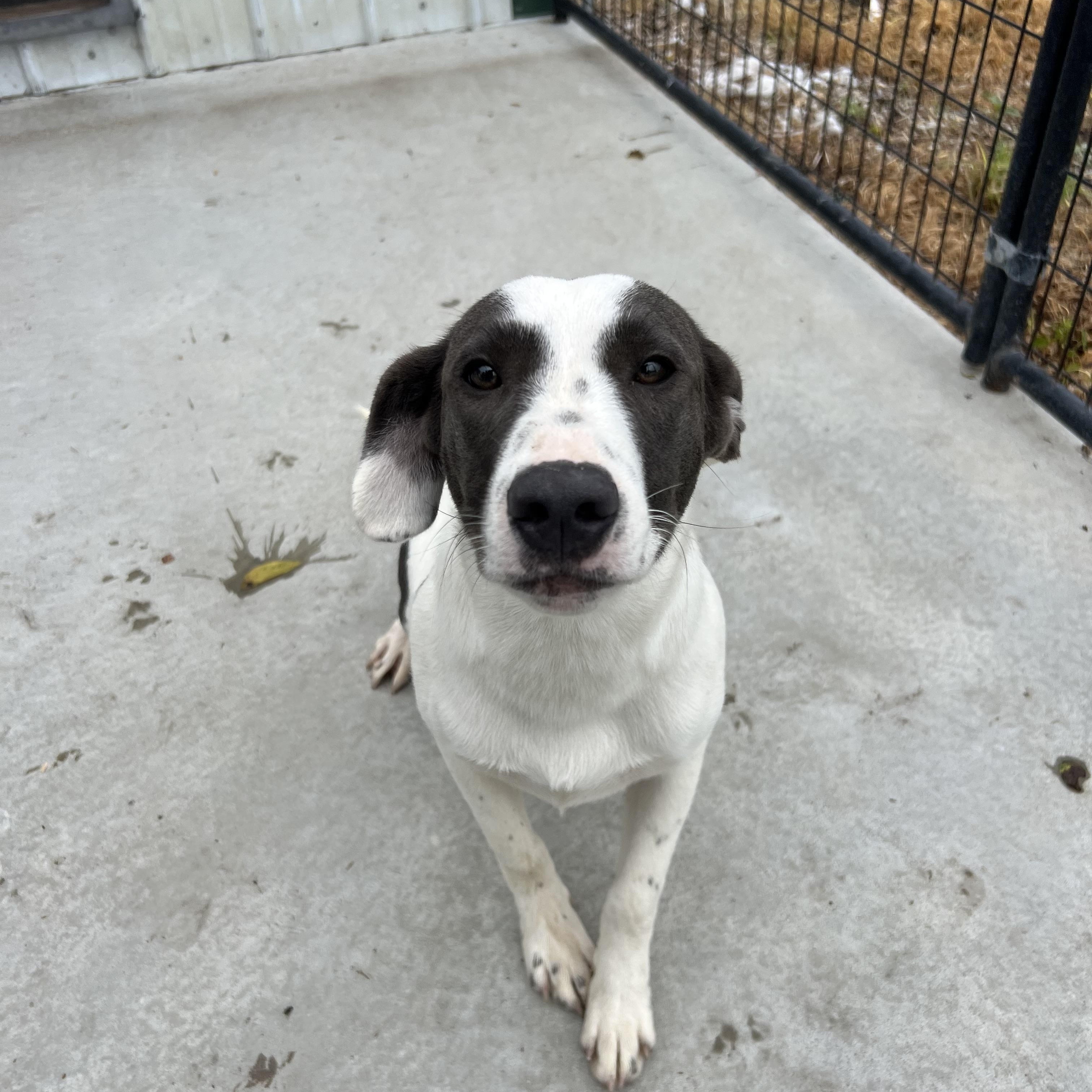 Enlarge Daisy, a Adopted mixed breed in Blue Earth, MN image 2/3