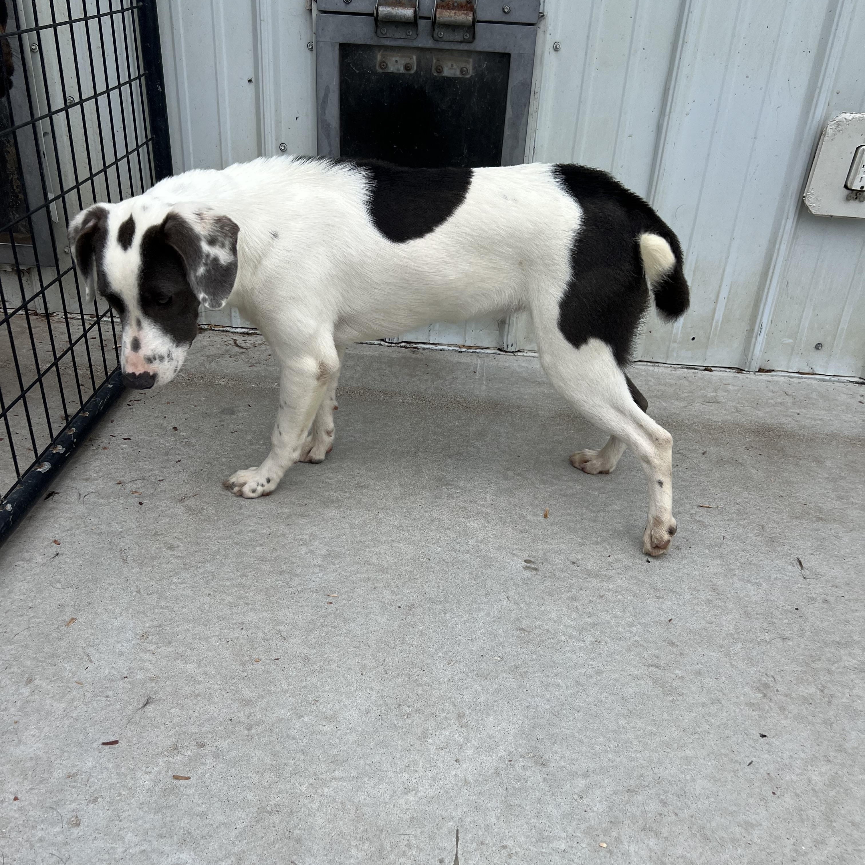 Enlarge Daisy, a Adopted mixed breed in Blue Earth, MN image 3/3