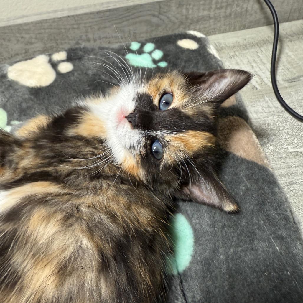 Gremlin (Small Fry), Adoptable, Kitten Female Domestic Short Hair.