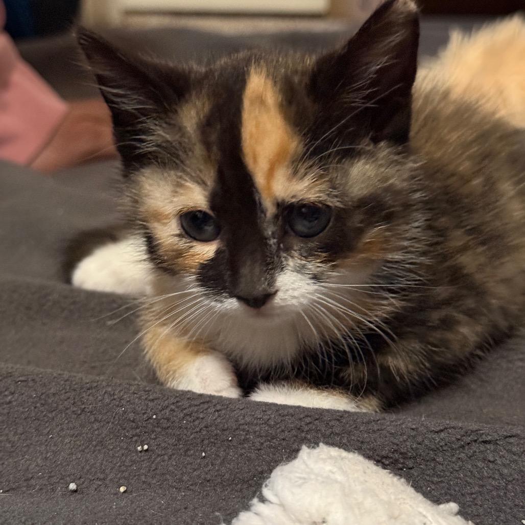 Gremlin (Small Fry), a Adoptable Domestic Short Hair in Germantown, MD image 2/3