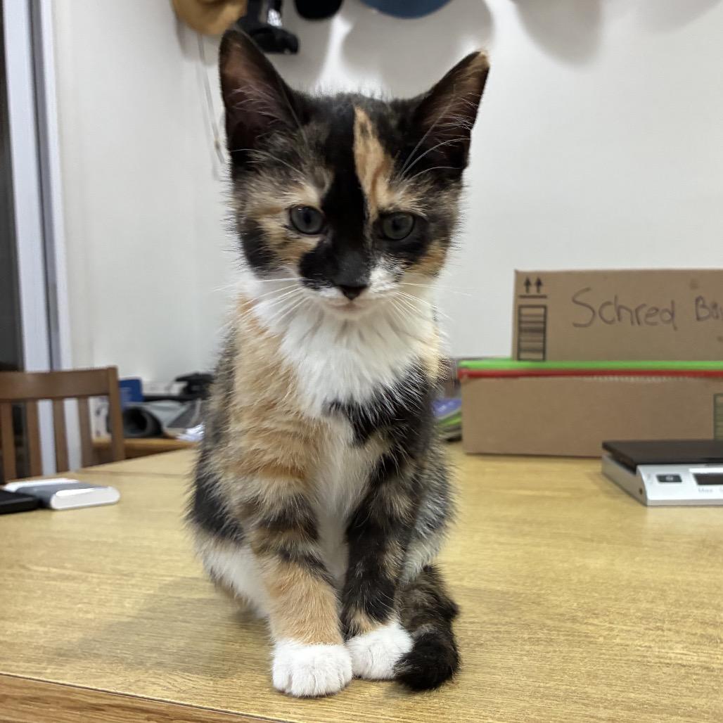 Gremlin (Small Fry), a Adoptable Domestic Short Hair in Germantown, MD image 3/3