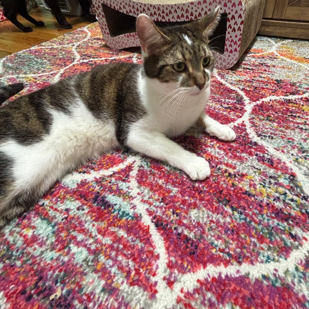 Enlarge Kreacher, a Adoptable Domestic Short Hair in Granville, OH image 1/5