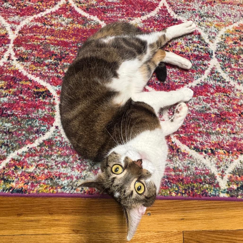 Enlarge Kreacher, a Adoptable Domestic Short Hair in Granville, OH image 2/5
