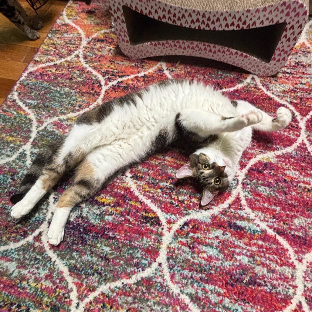 Enlarge Kreacher, a Adoptable Domestic Short Hair in Granville, OH image 3/5