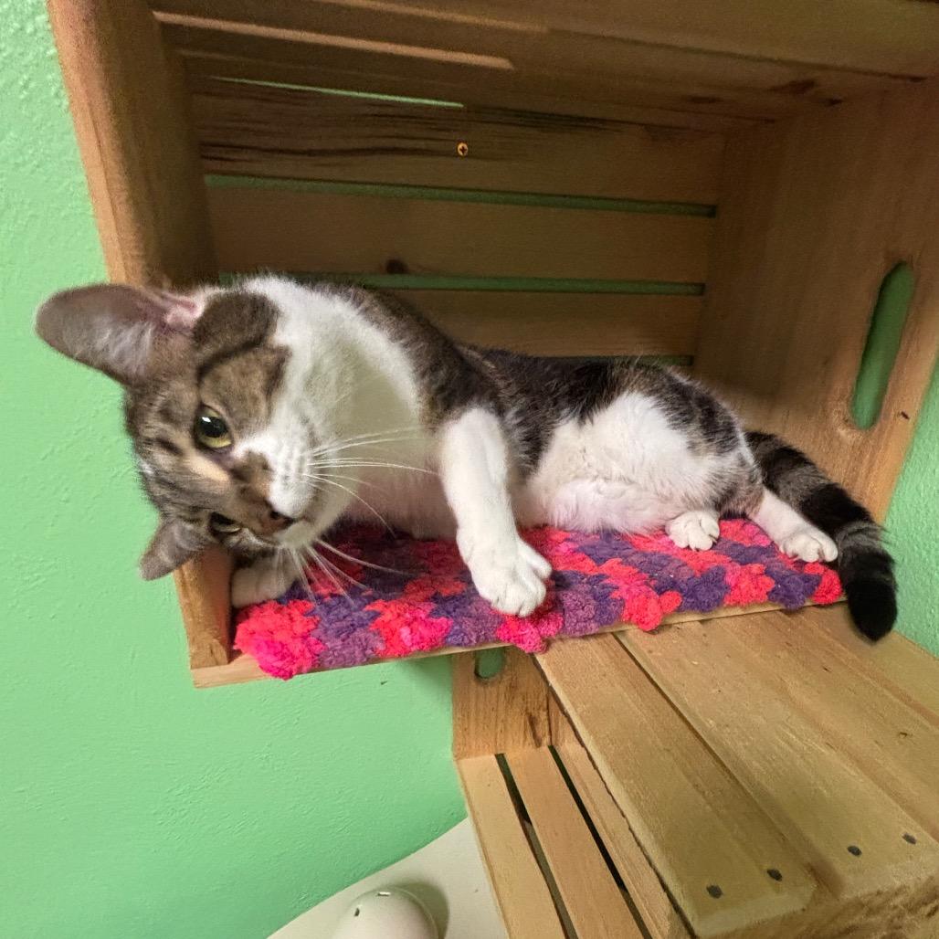 Enlarge Kreacher, a Adoptable Domestic Short Hair in Granville, OH image 4/5