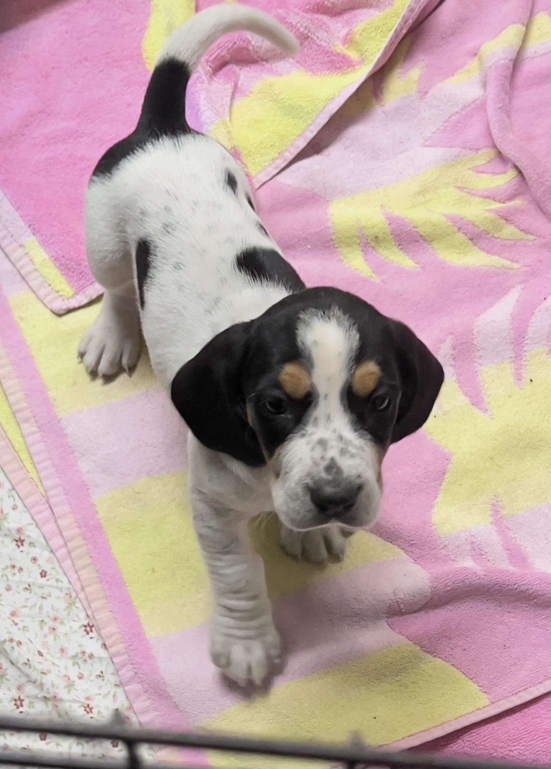 Enlarge Lacy, an adopted mixed breed in Los Angeles, CA image 1/2