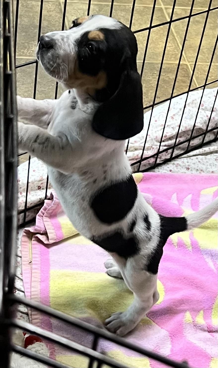 Enlarge Lacy, an adopted mixed breed in Los Angeles, CA image 2/2