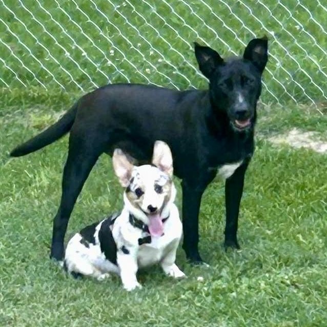 Perry - new pics!, Young Male Dutch Shepherd