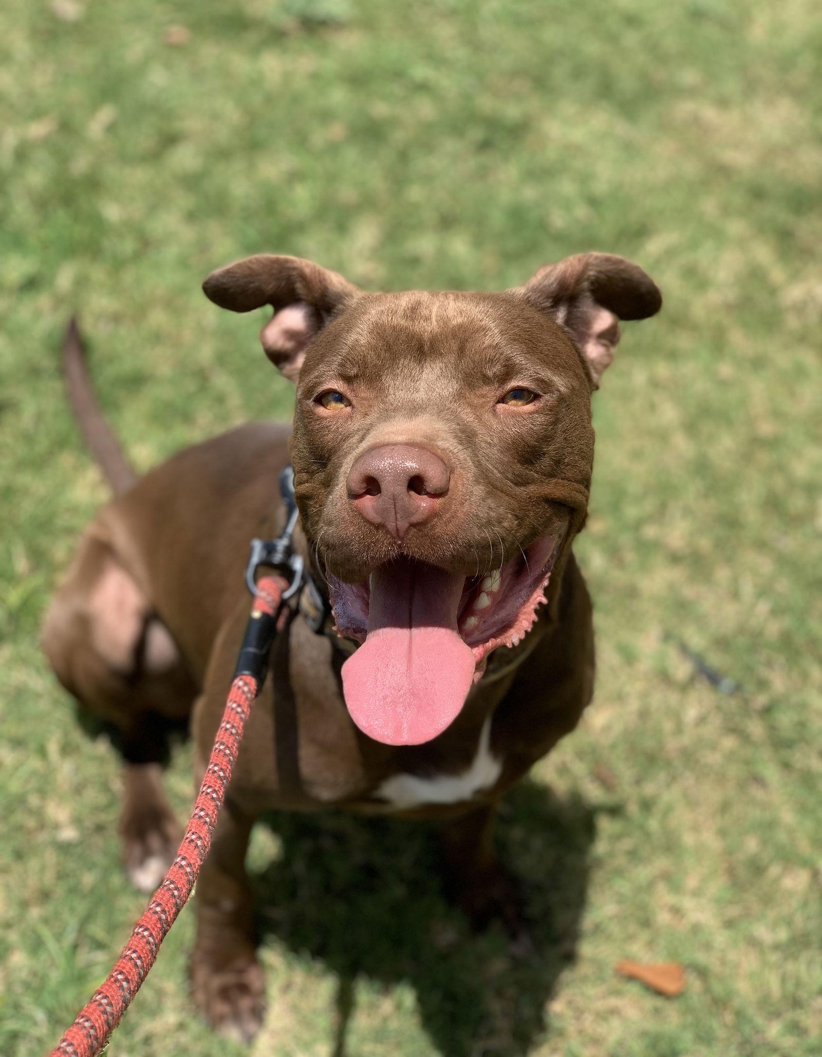 Rossi, Adoptable, Adult Male Labrador Retriever & American Staffordshire Terrier.