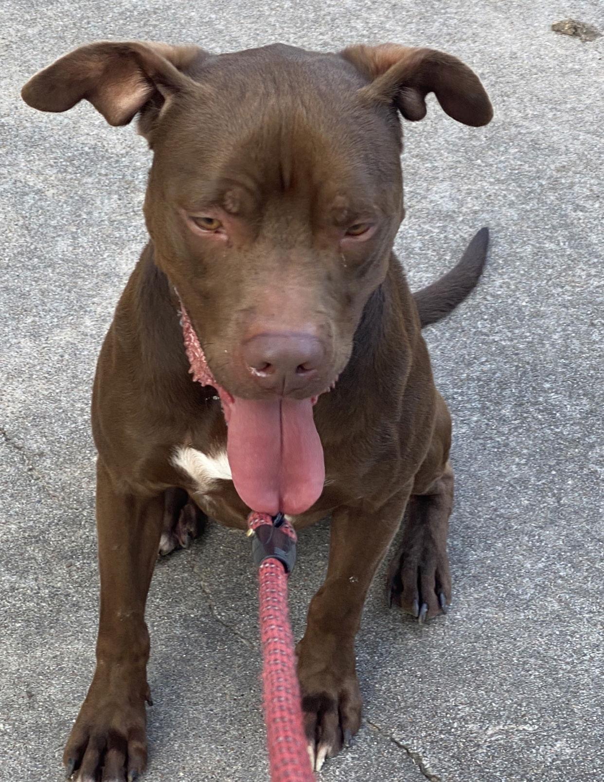 Enlarge Rossi, a Adoptable mixed breed in Rosenberg, TX image 3/3