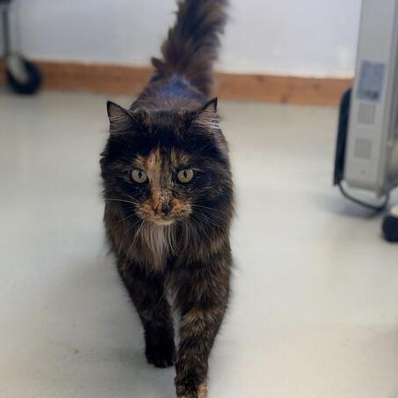 Enlarge Gayle, an adopted Tortoiseshell in Driggs, ID image 1/3