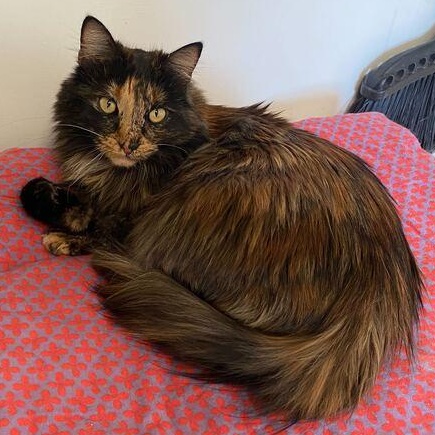 Enlarge Gayle, an adopted Tortoiseshell in Driggs, ID image 2/3