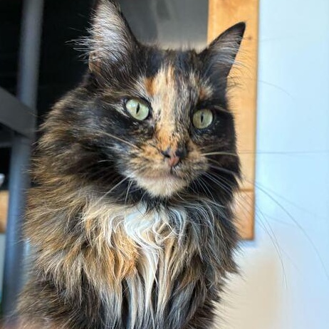 Enlarge Gayle, an adopted Tortoiseshell in Driggs, ID image 3/3